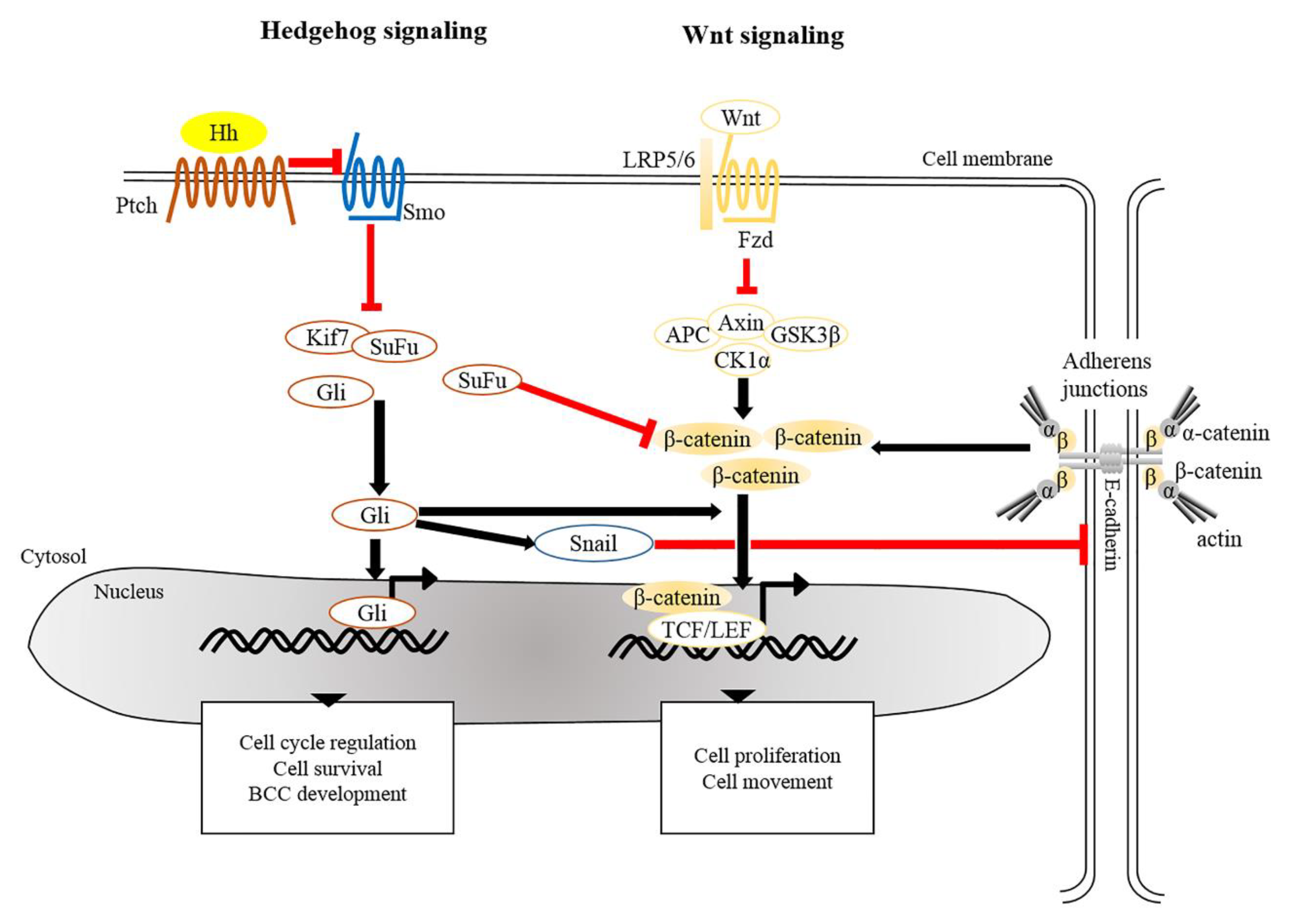 Cancers 11 01216 g002 Cancers 11 01216 g002