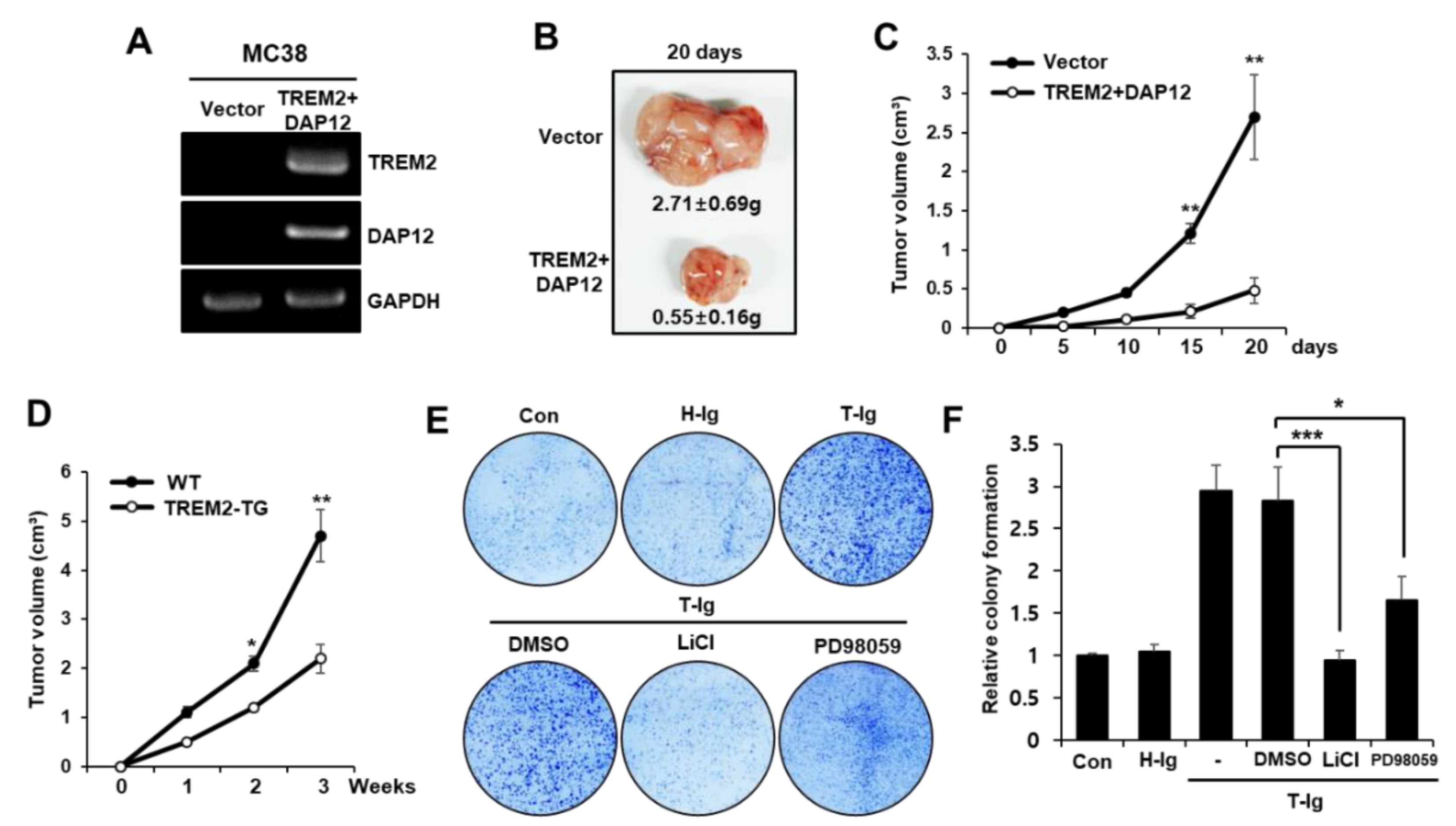 Cancers 11 01315 g005 Cancers 11 01315 g005