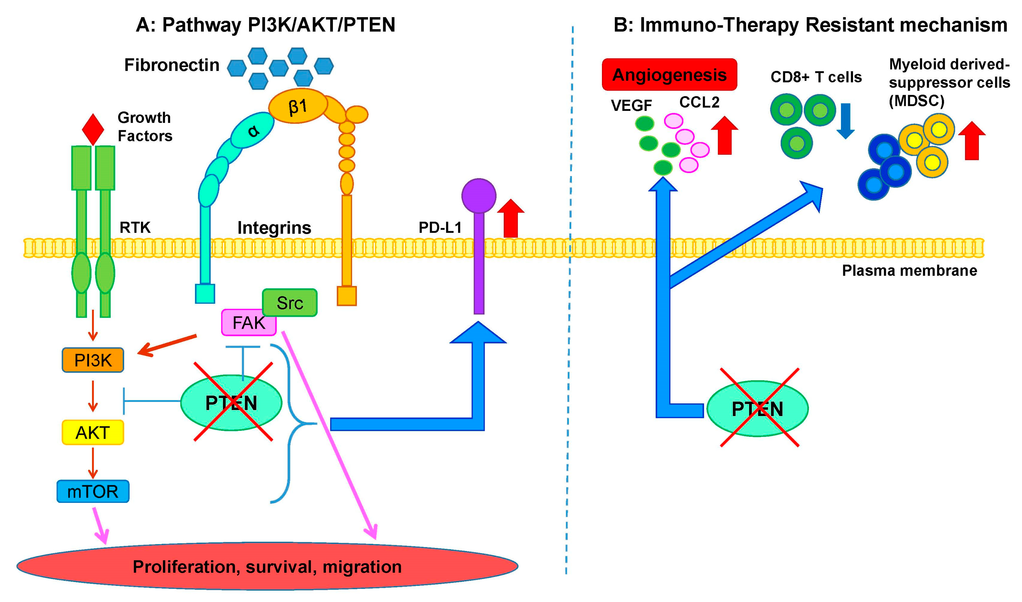 Cancers | Free Full-Text | PTEN Alterations as a Potential Mechanism for  Tumor Cell Escape from PD-1/PD-L1 Inhibition