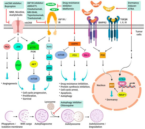 Cancers Free Full Text Triple Negative Breast Cancer Current Understanding And Future Therapeutic Breakthrough Targeting Cancer Stemness Html