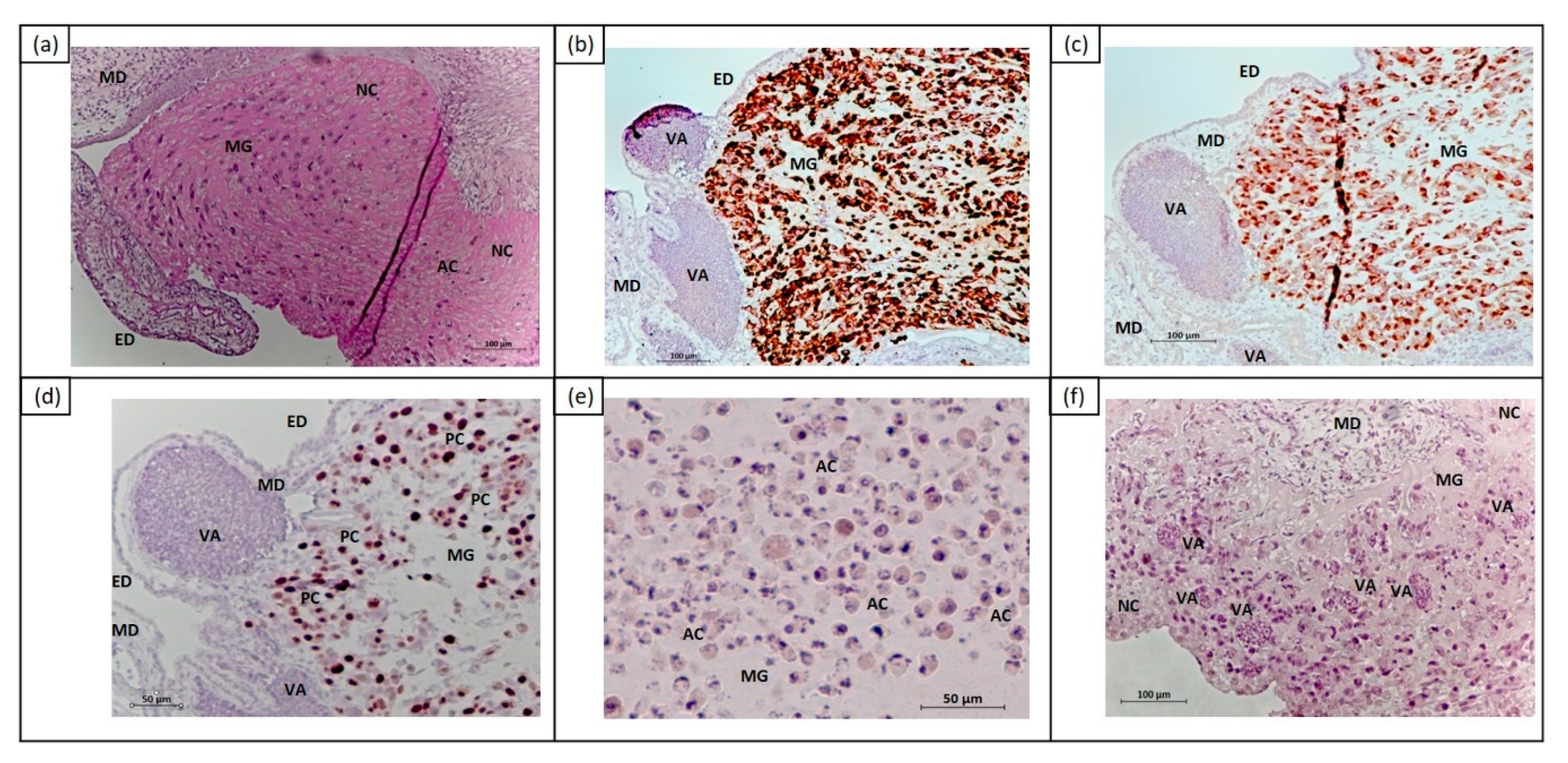 Cancers 11 01344 g003 Cancers 11 01344 g003