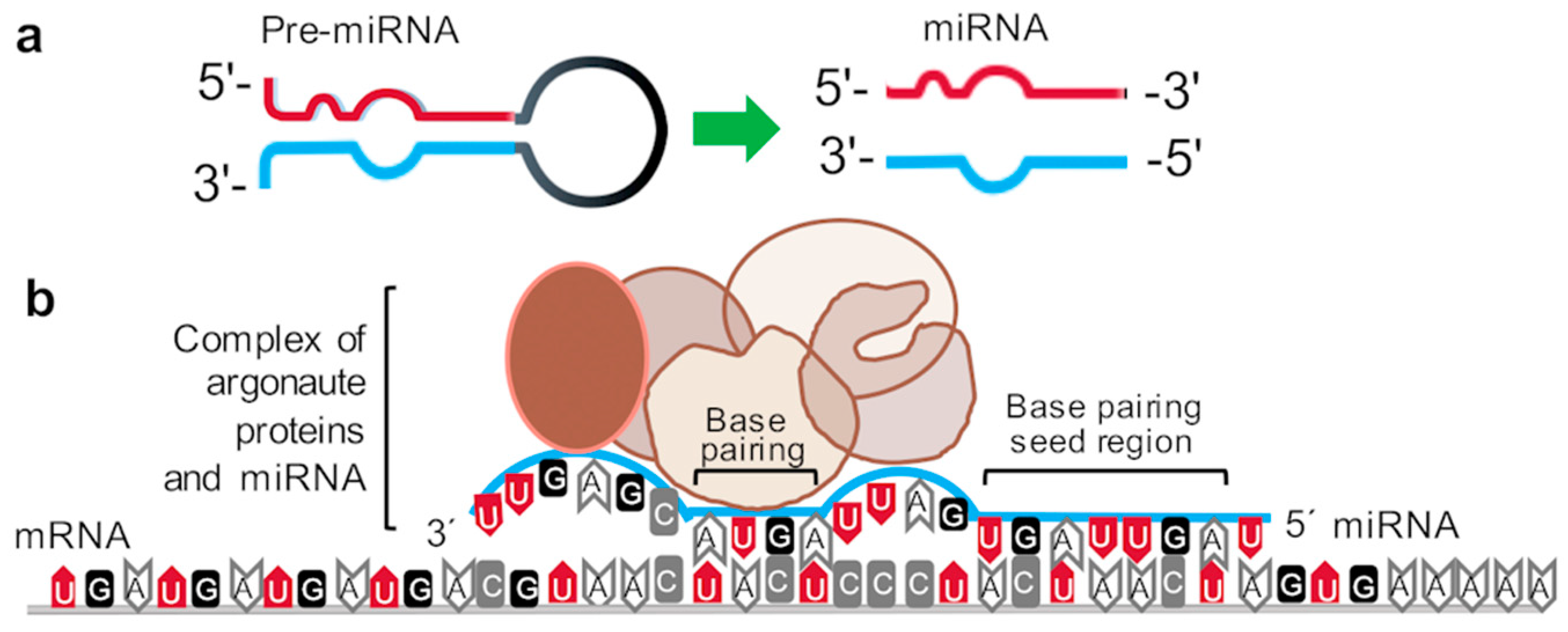 Cancers Free Full Text Microrna Regulation Of The Autotaxin Lysophosphatidic Acid Signaling Axis Html