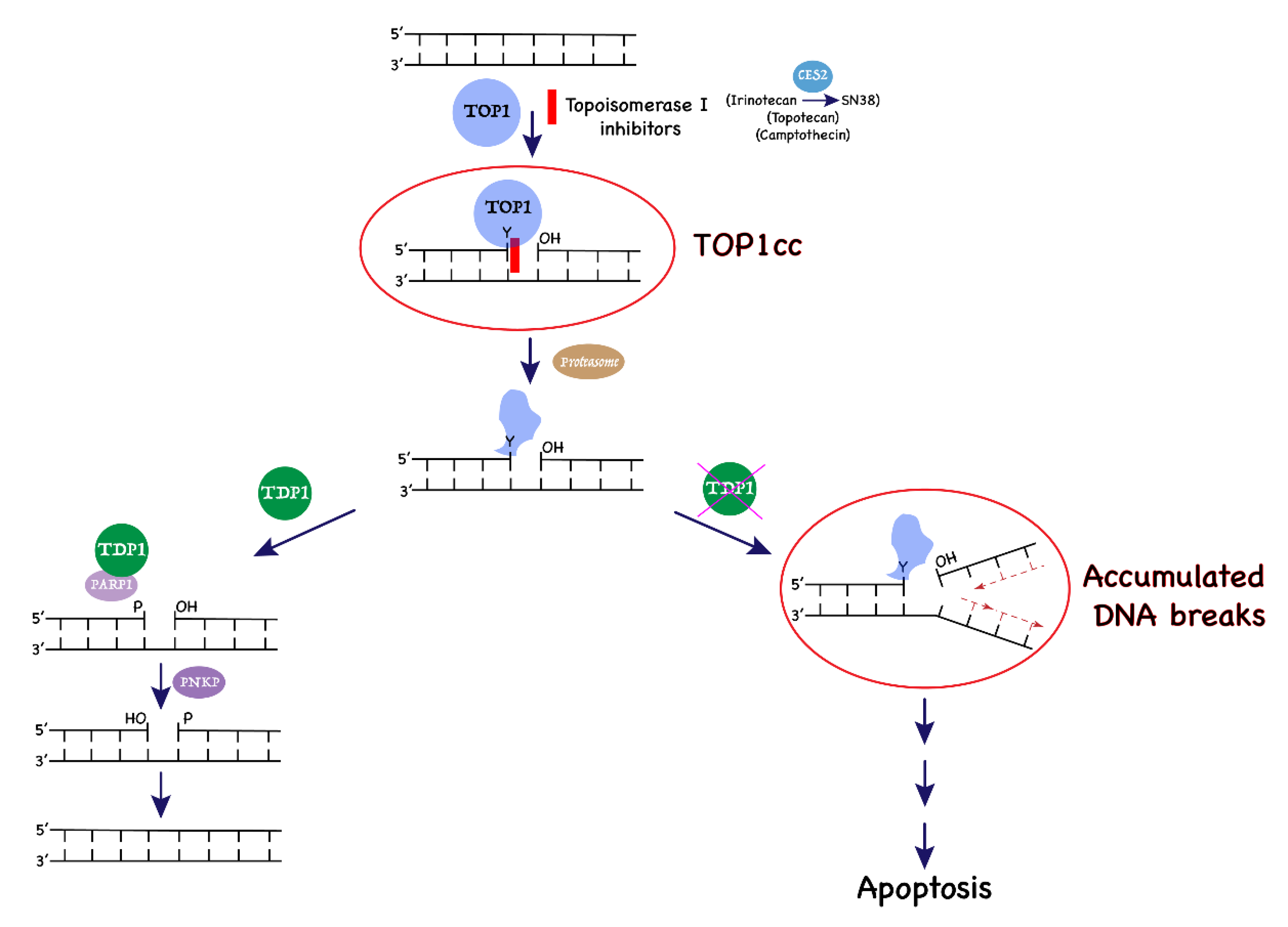Cancers 11 01416 g001