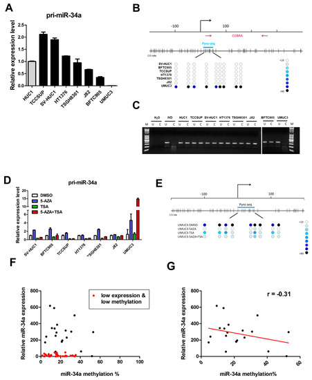 Cancers Free Full Text C Myc Acts As A Competing Endogenous Rna To Sponge Mir 34a In The Upregulation Of Cd44 In Urothelial Carcinoma Html
