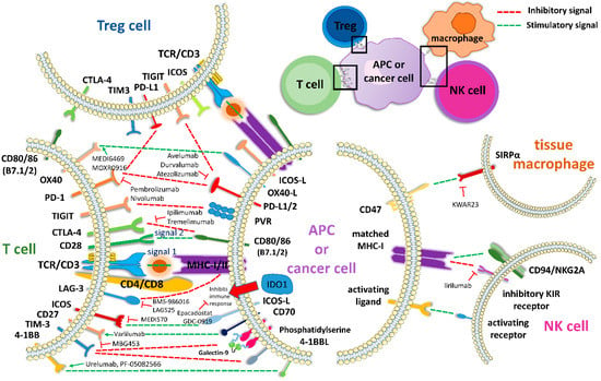 Cancers Free Full Text Current Perspectives In Cancer Immunotherapy Html