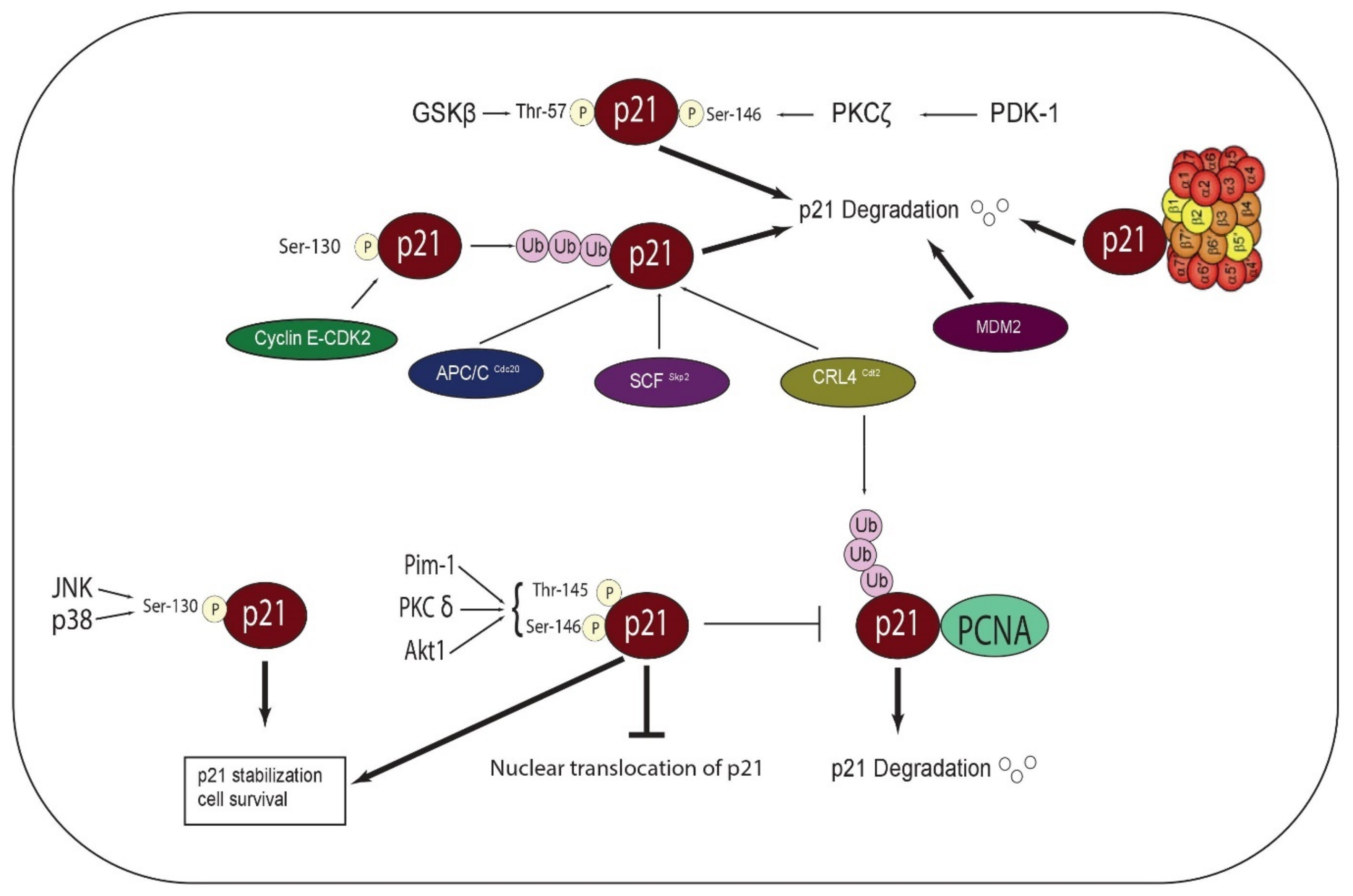 Cancers | Free Full-Text | The Role of the Cyclin Dependent Kinase  Inhibitor p21cip1/waf1 in Targeting Cancer: Molecular Mechanisms and Novel  Therapeutics