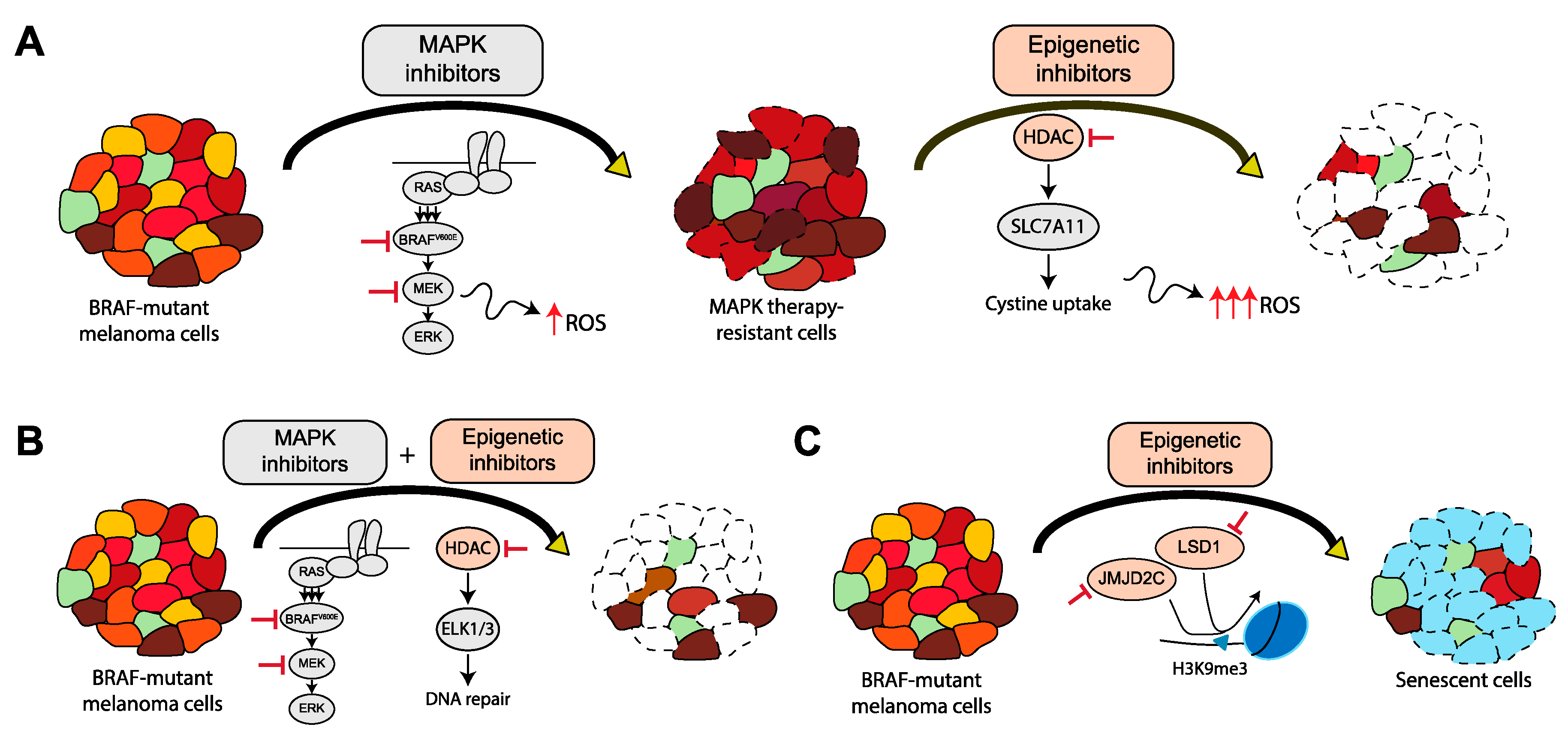 Меланома braf. BRAF онкоген. BRAF мутация заключение. Меланома ген мутация. Epigenetic mechanisms.