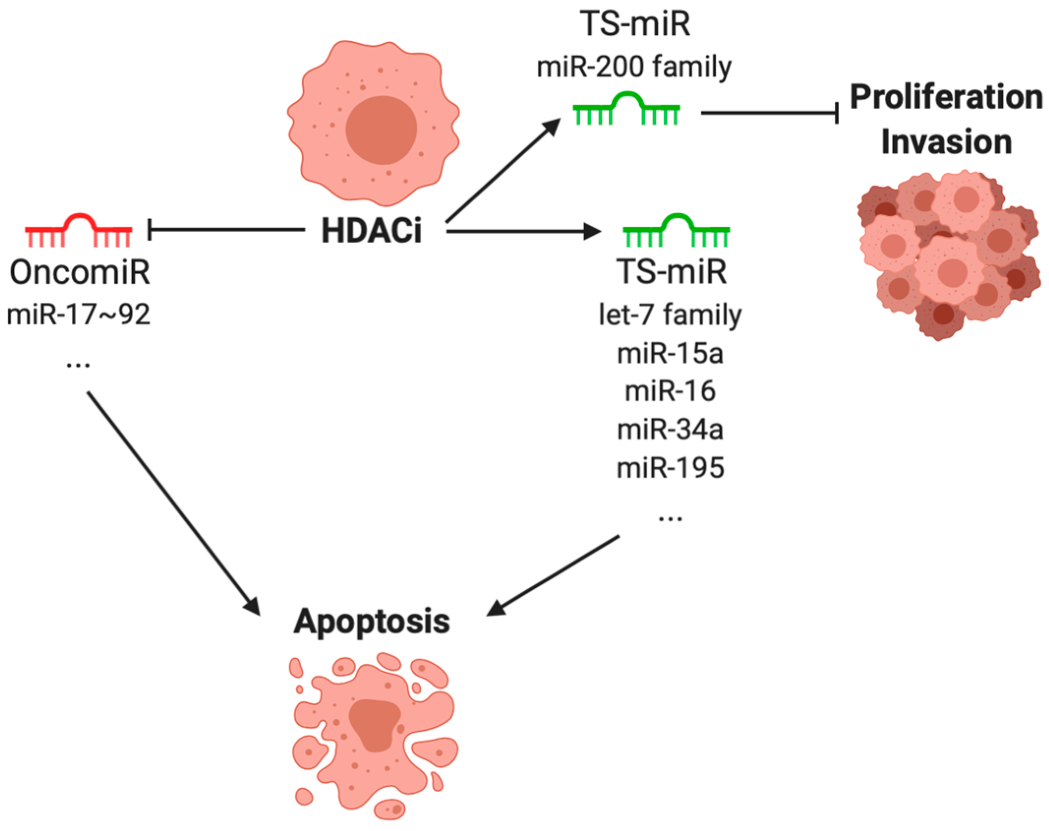 Zeda Sezer Hot Sex Video - Cancers | Free Full-Text | Epigenetic Drugs for Cancer and microRNAs: A  Focus on Histone Deacetylase Inhibitors