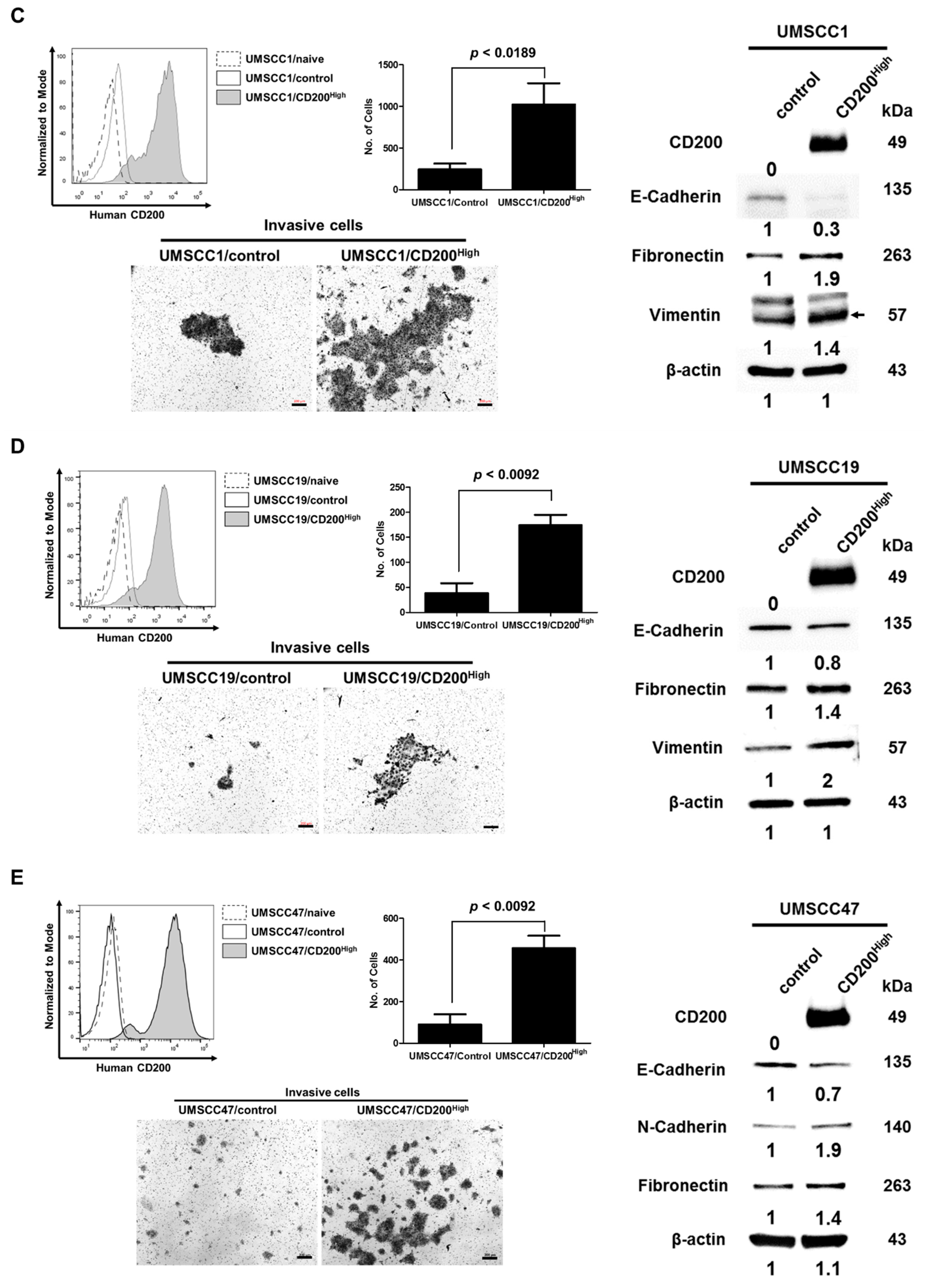 Cancers 11 01583 g001b