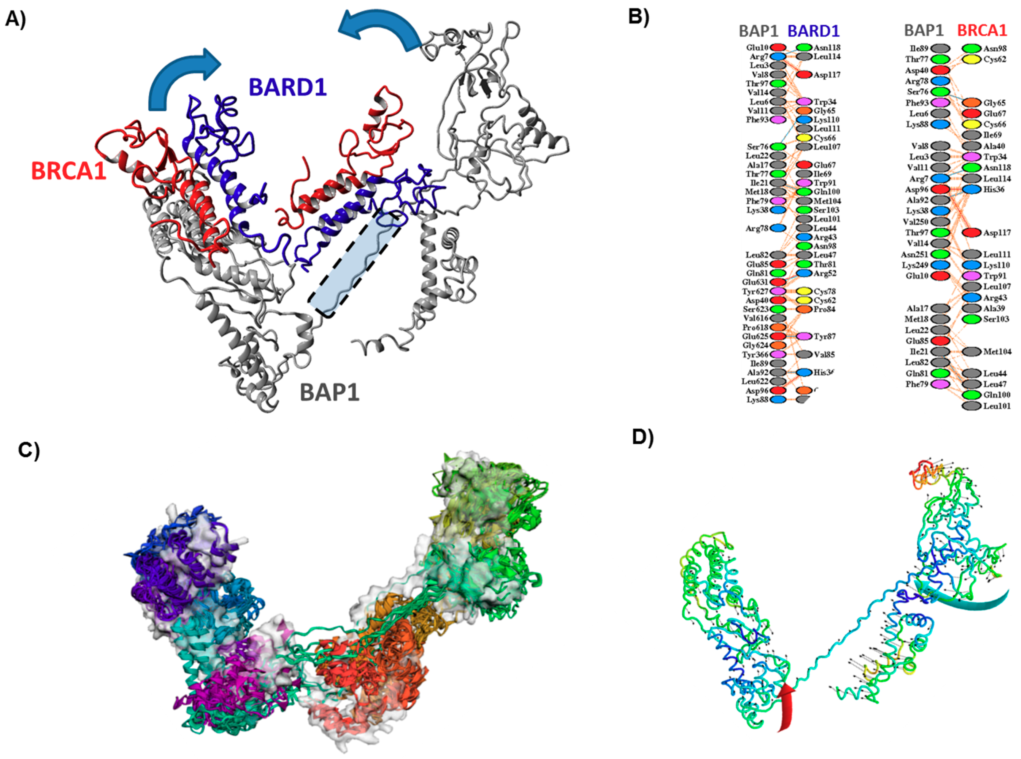 Cancers | Free Full-Text | Mutational Landscape of the BAP1 Locus Reveals  an Intrinsic Control to Regulate the miRNA Network and the Binding of  Protein Complexes in Uveal Melanoma