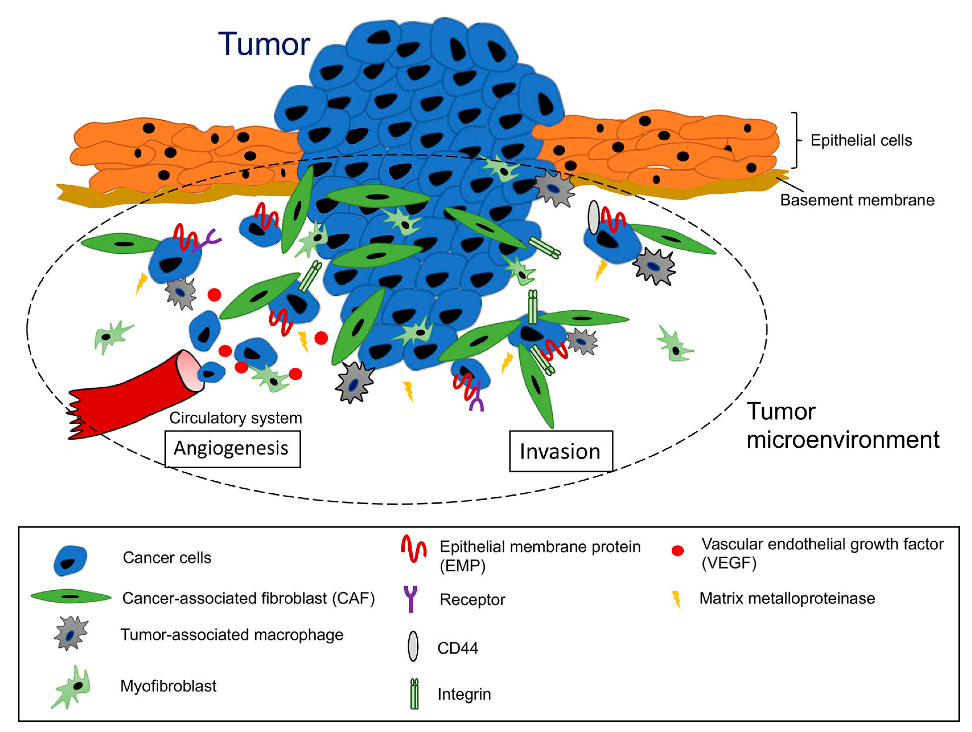 Cancers | Free Full-Text | The Pivotal Roles of the Epithelial Membrane  Protein Family in Cancer Invasiveness and Metastasis