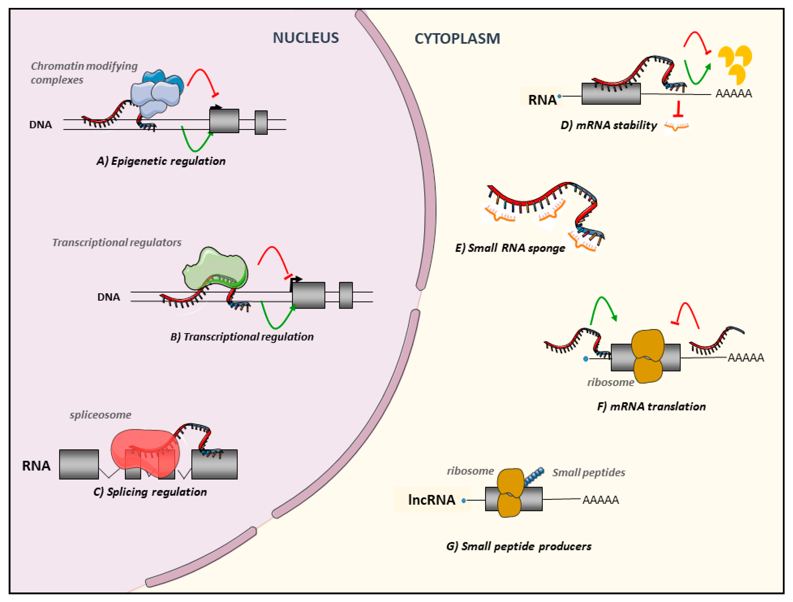 Sirt1dependent Regulation Of Chromatin And Transcription Linking Nad