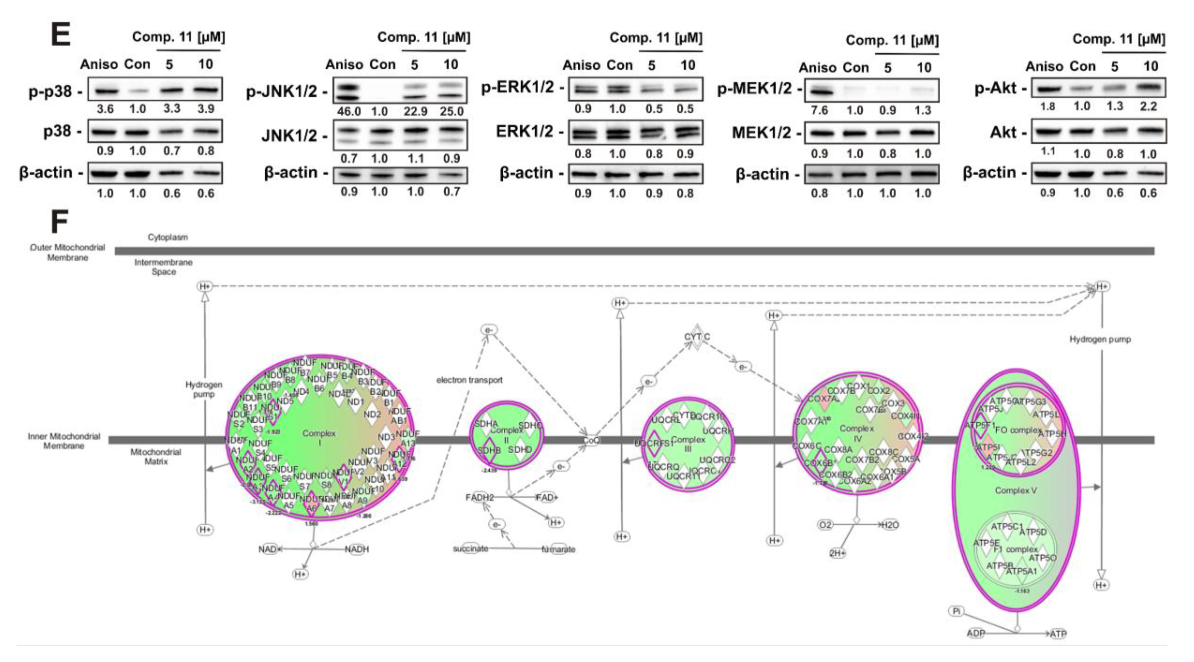 Cancers 11 01690 g004b