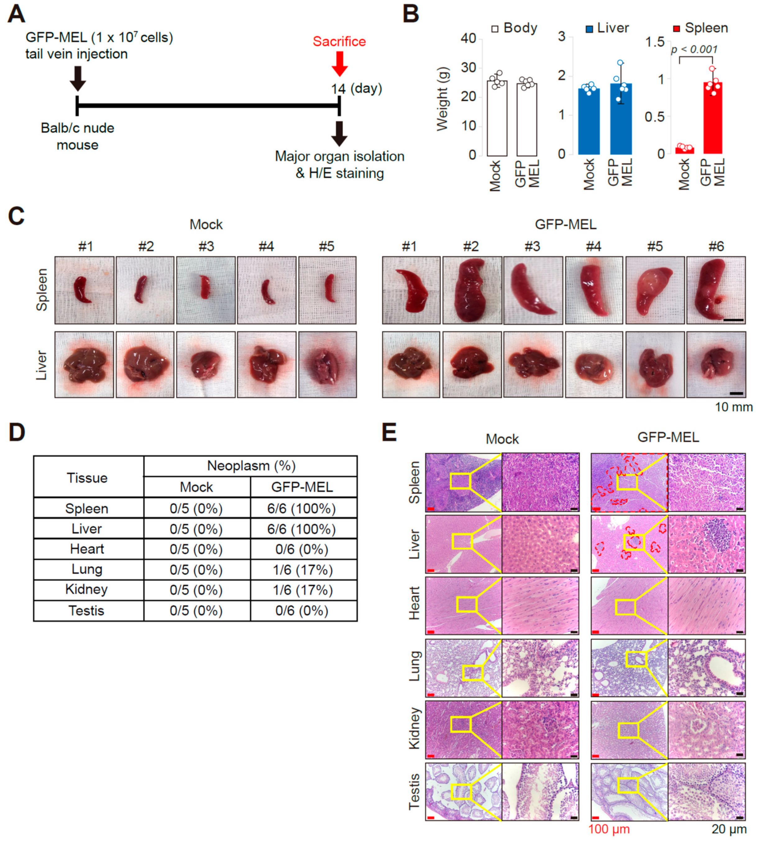 Cancers 11 01707 g001