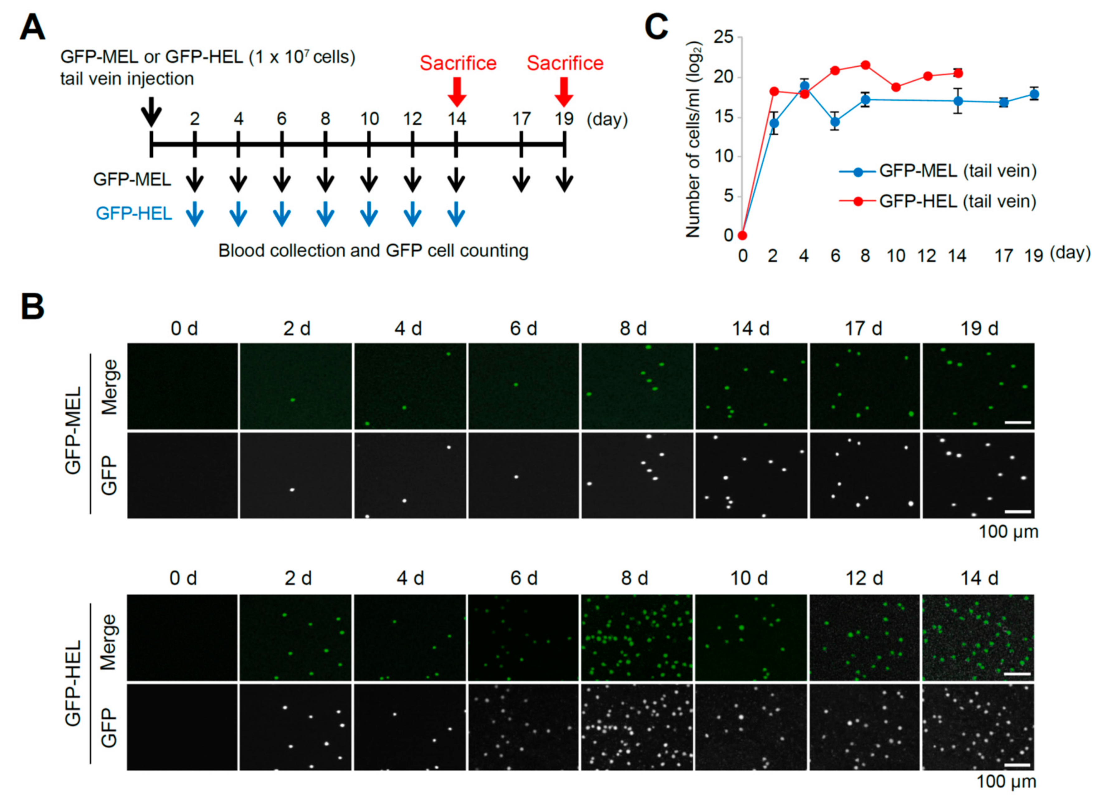 Cancers 11 01707 g003
