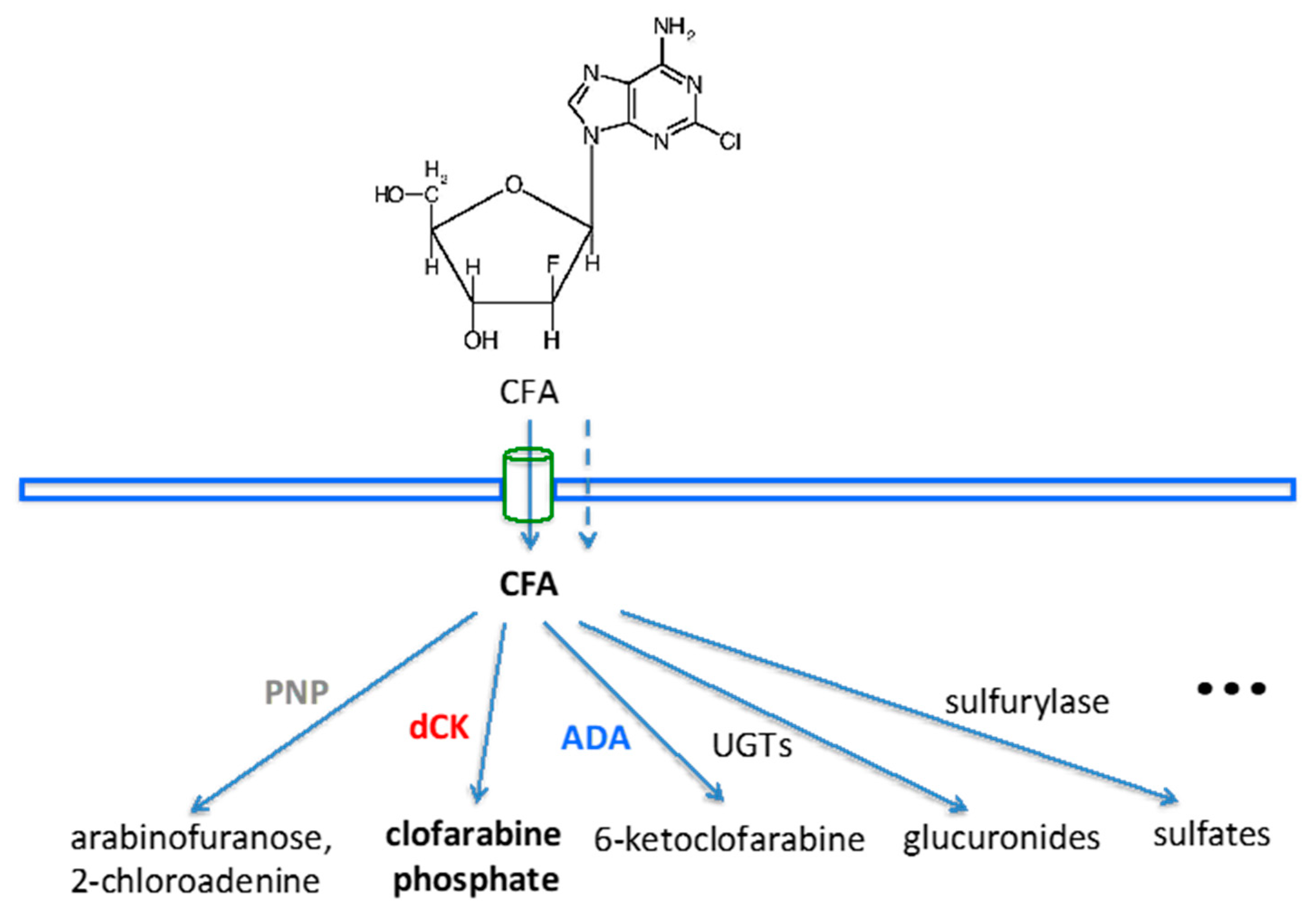 Cancers 11 01748 g001 Cancers 11 01748 g001