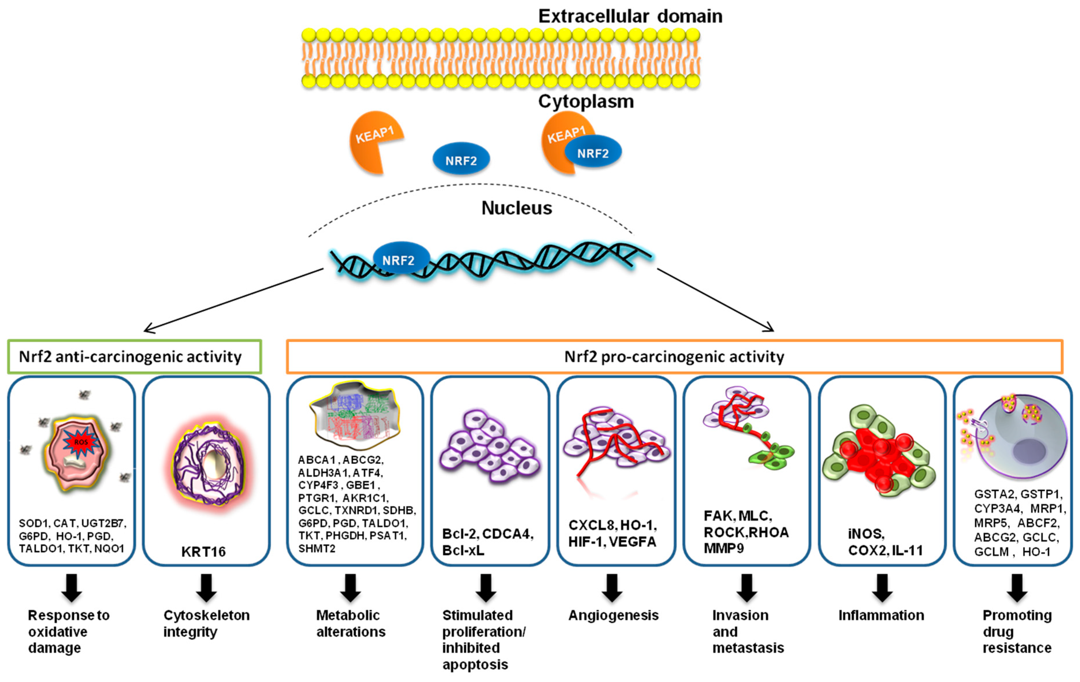 Cancers 11 01755 g001