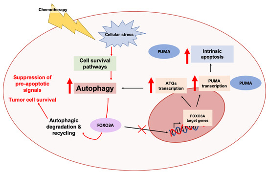 Cancers | Free Full-Text | Molecular Mechanisms Underlying  Autophagy-Mediated Treatment Resistance in Cancer | HTML