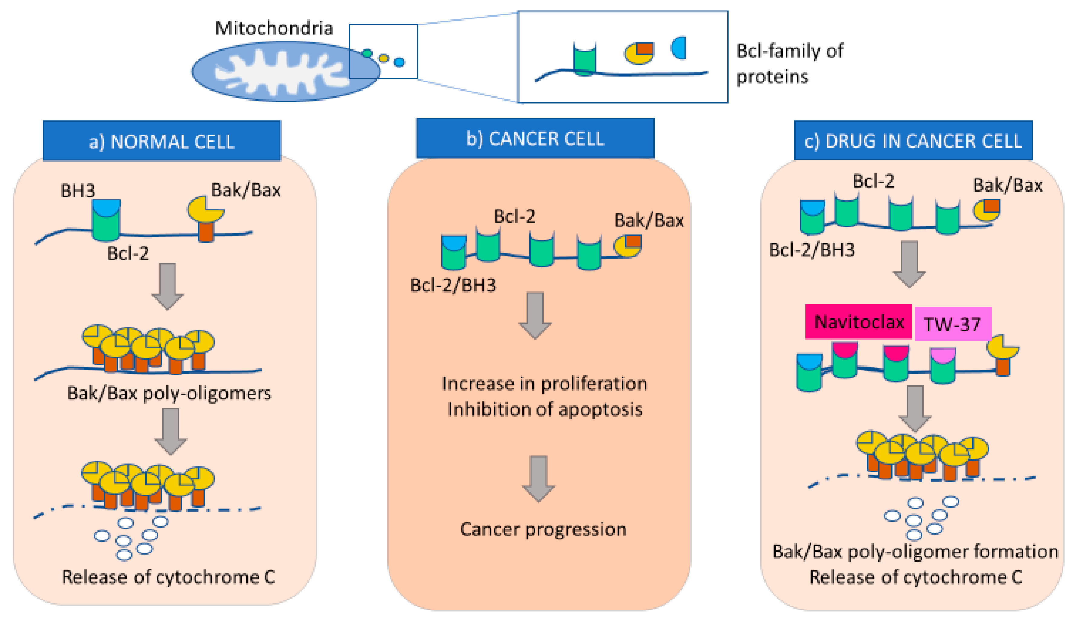 Cancers Free Full Text Therapeutic Inducers of Apoptosis in