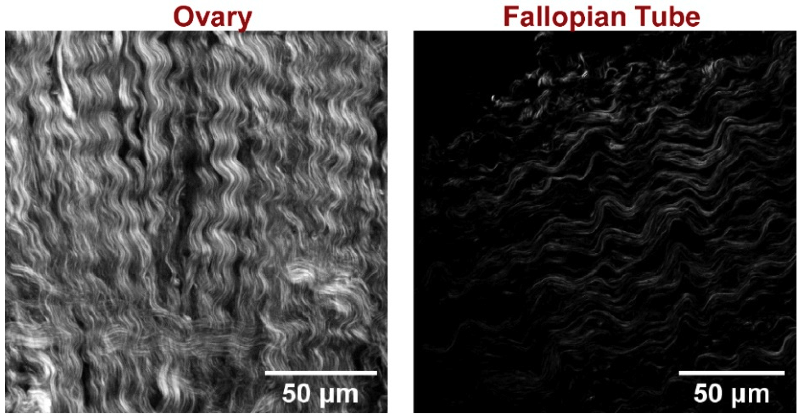 Cancers 11 01805 g010