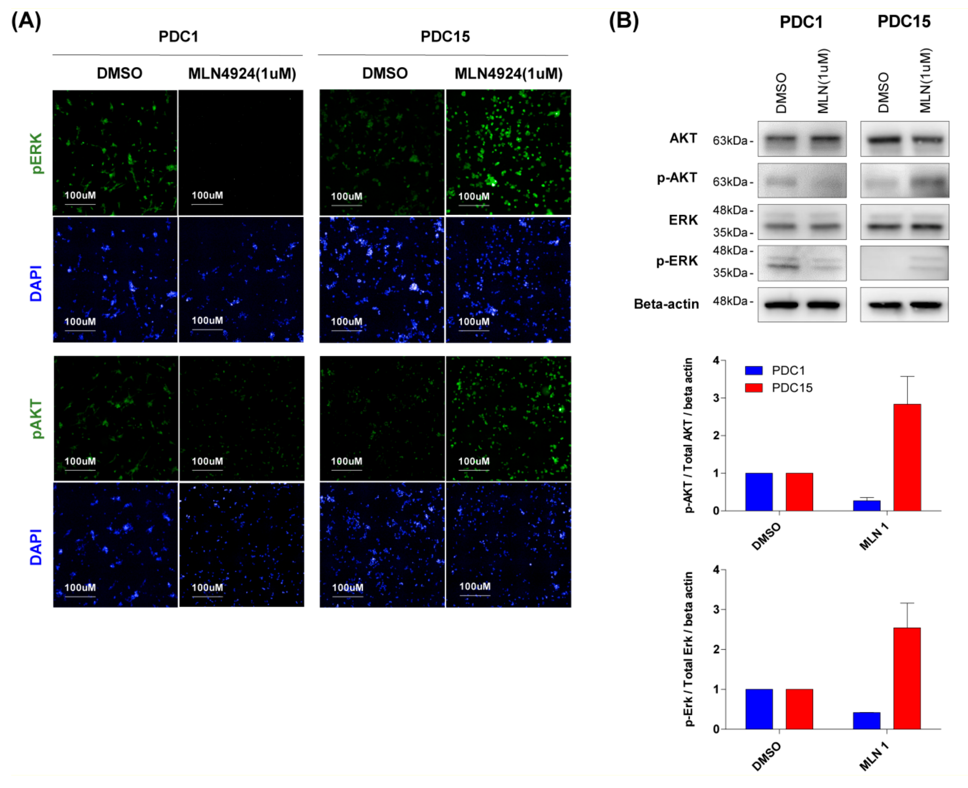 Cancers 11 01849 g005 Cancers 11 01849 g005