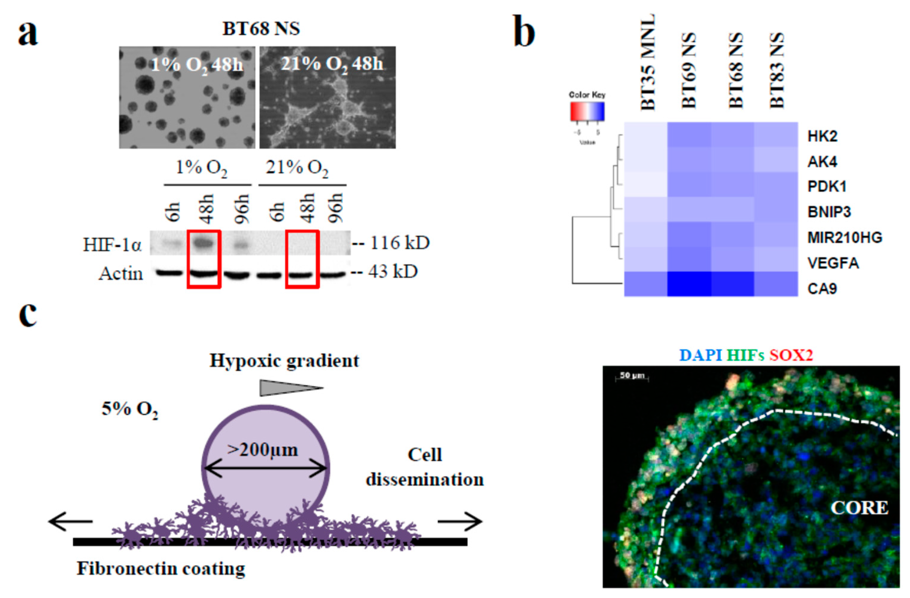 Cancers 11 01875 g003a Cancers 11 01875 g003a