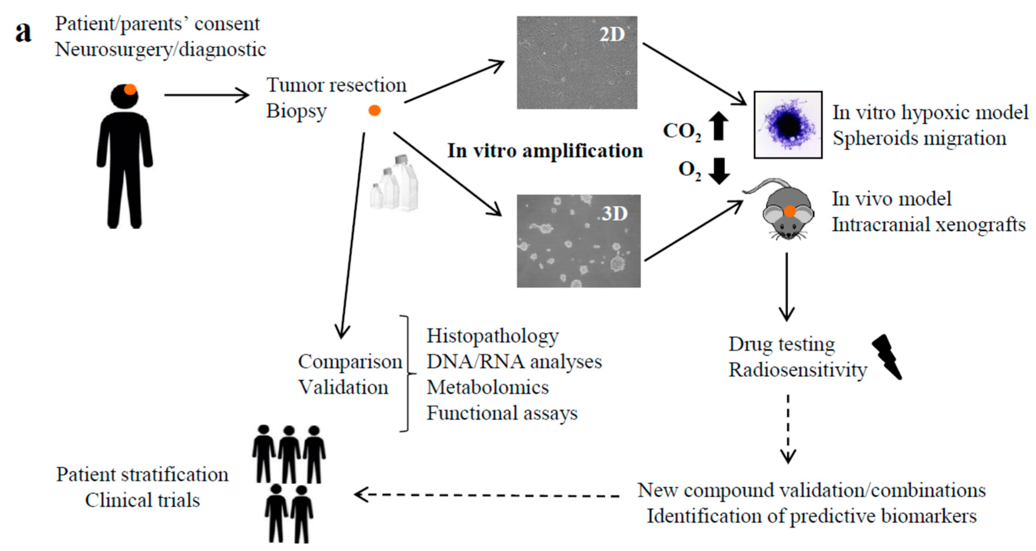 Cancers 11 01875 g005a Cancers 11 01875 g005a
