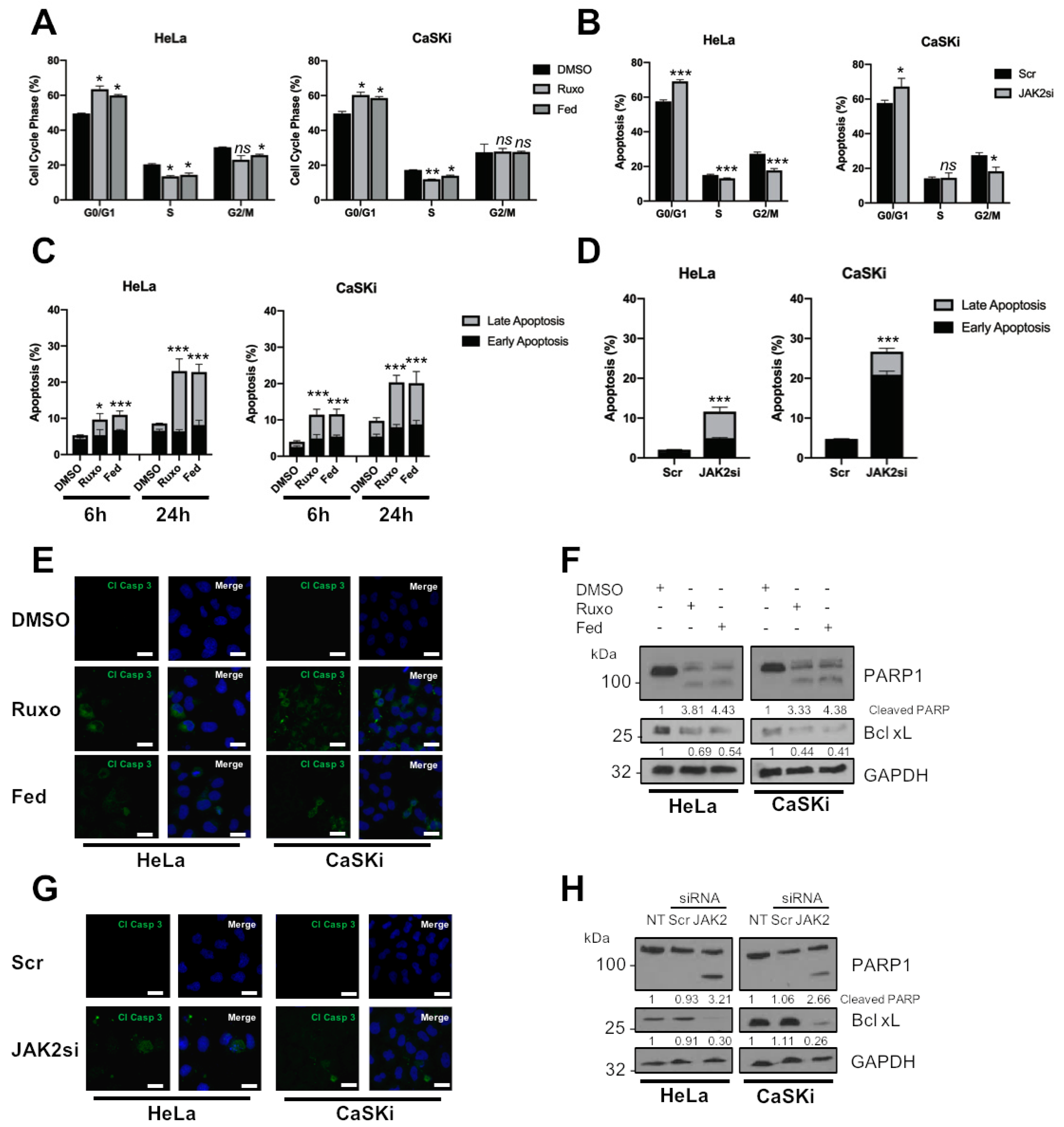 Cancers | Free Full-Text | JAK2 Inhibition Impairs Proliferation