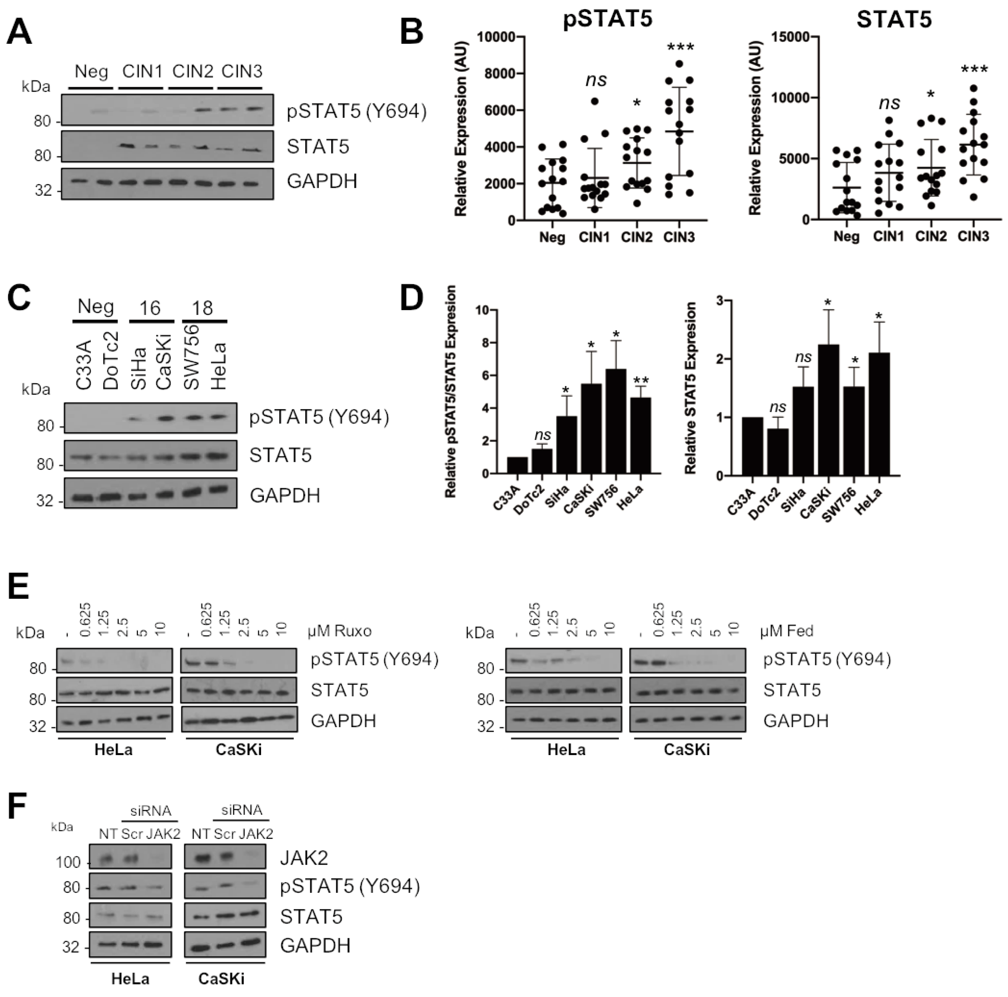 Cancers | Free Full-Text | JAK2 Inhibition Impairs Proliferation