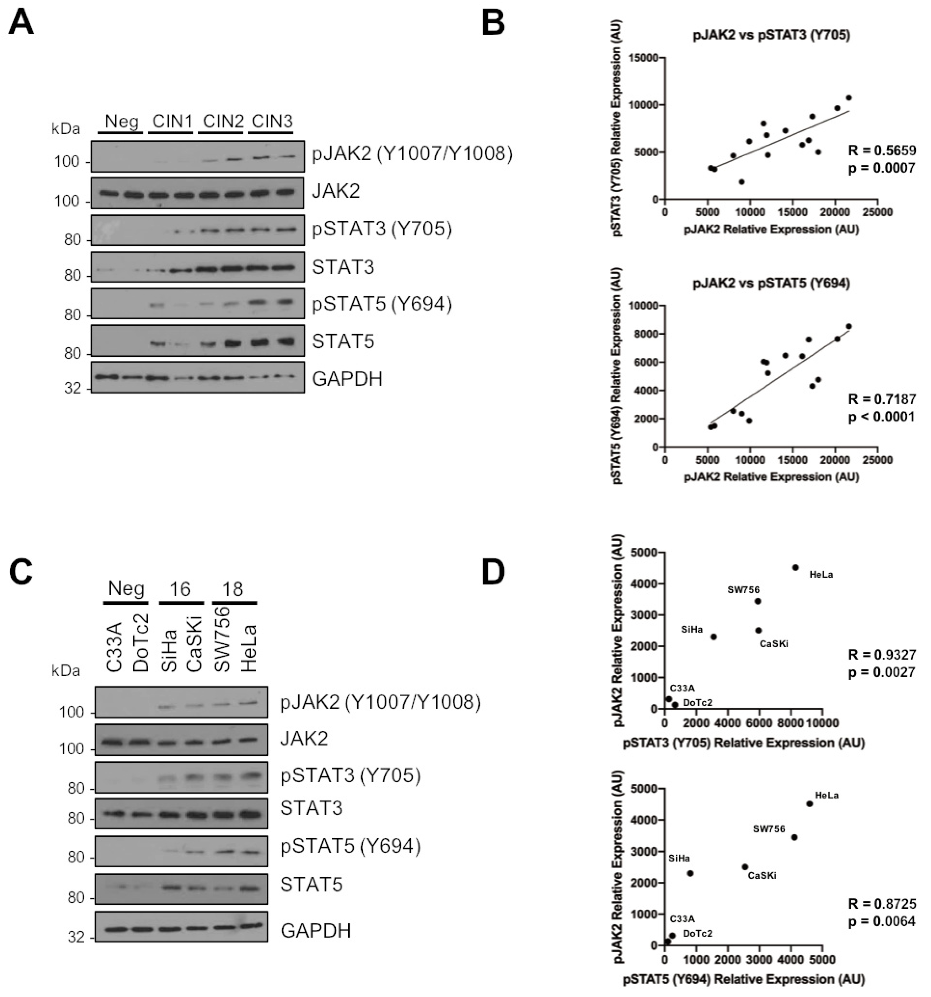 Cancers | Free Full-Text | JAK2 Inhibition Impairs