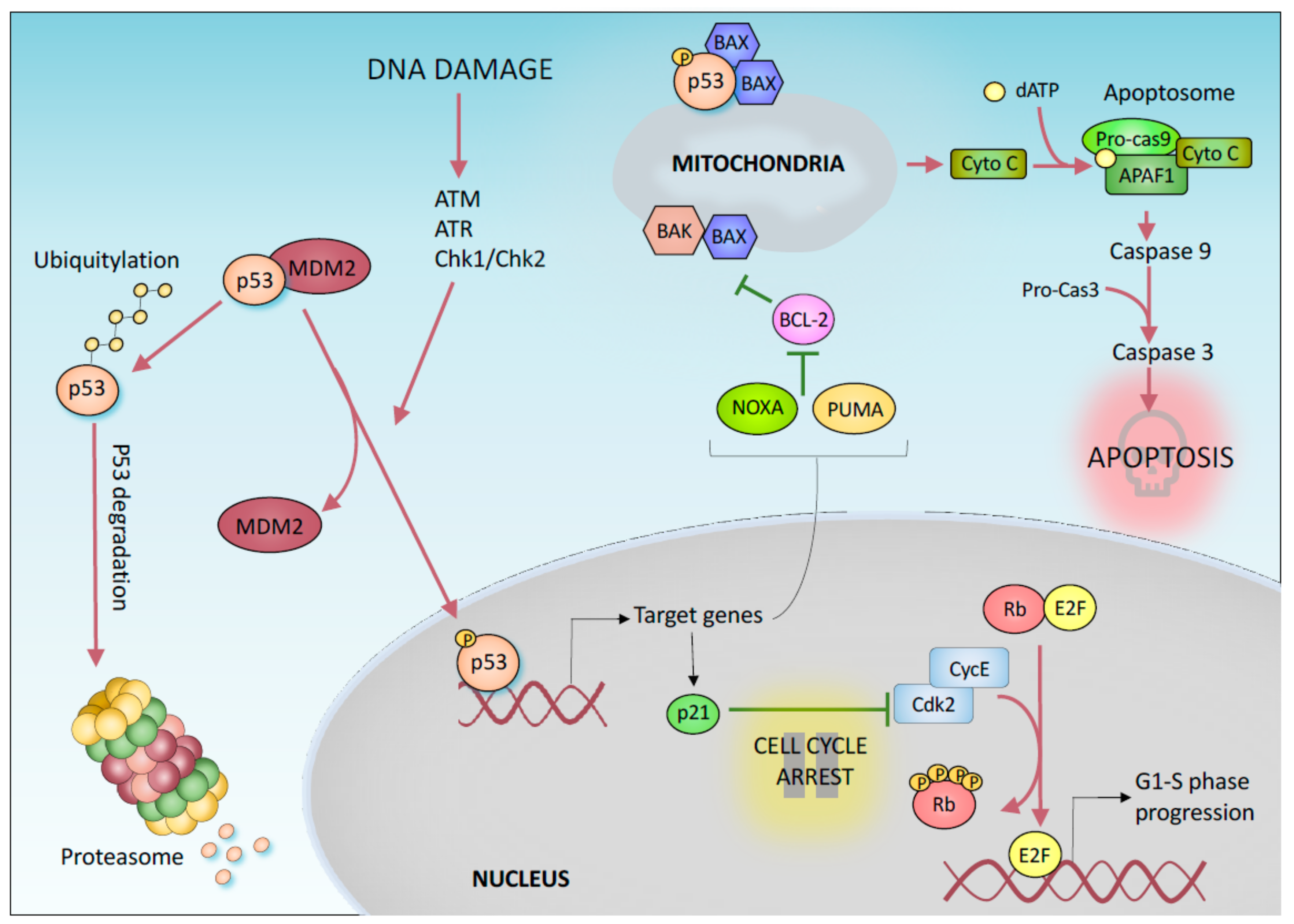 Cancers | Free Full-Text | p53-Mediated Tumor Suppression: DNA-Damage  Response and Alternative Mechanisms | HTML