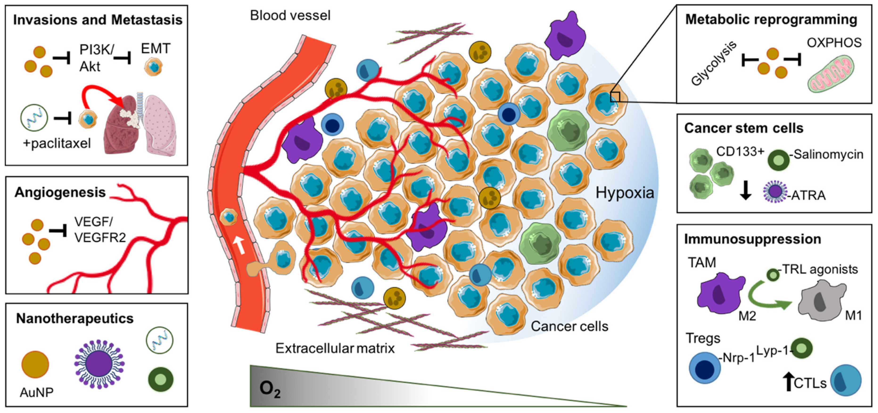 Cancers | Free Full-Text | Exploiting Current Understanding Of Hypoxia ...