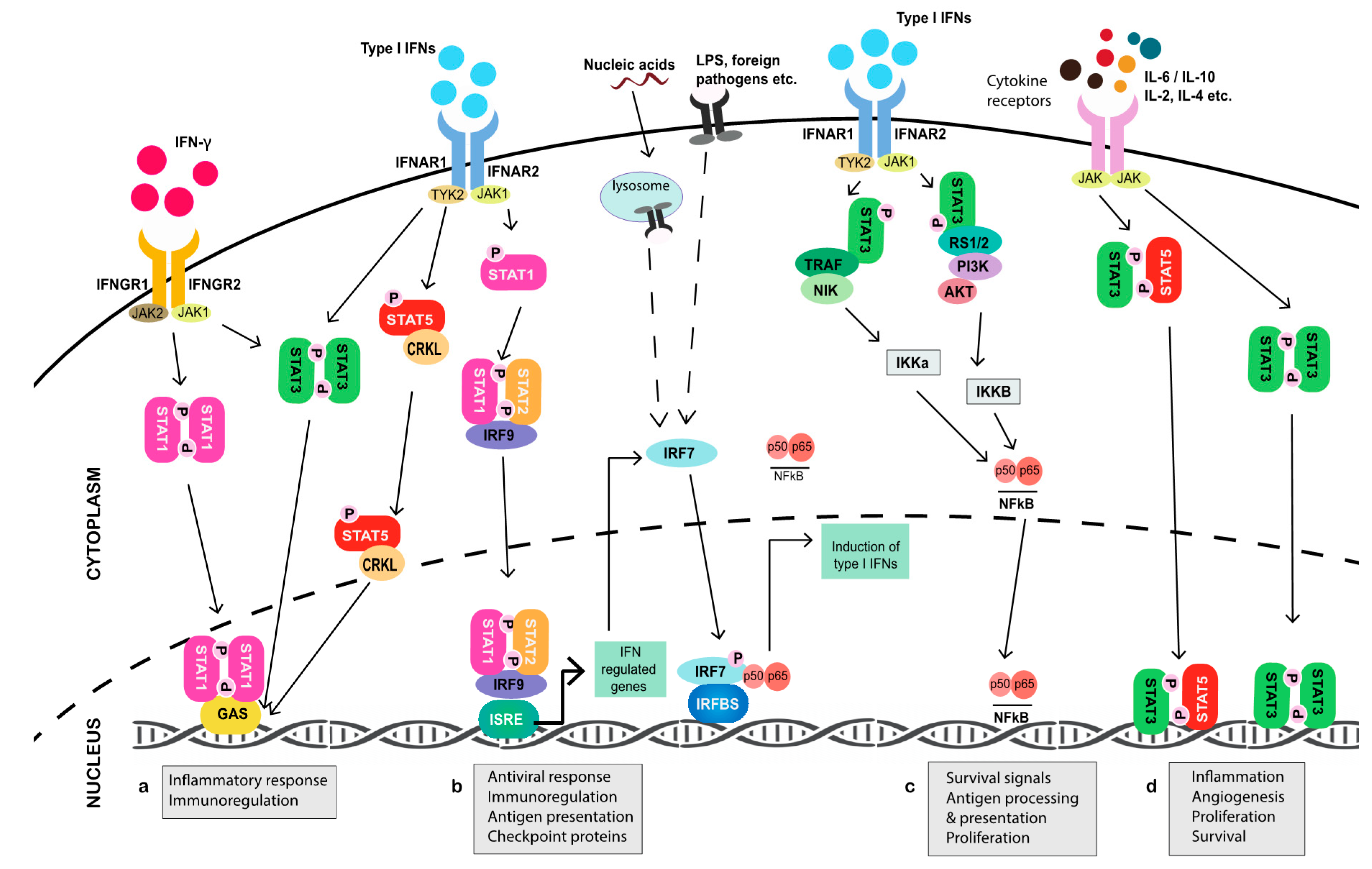 Cancers | Free Full-Text | JAK-STAT Signaling: A Double-Edged Sword of  Immune Regulation and Cancer Progression | HTML