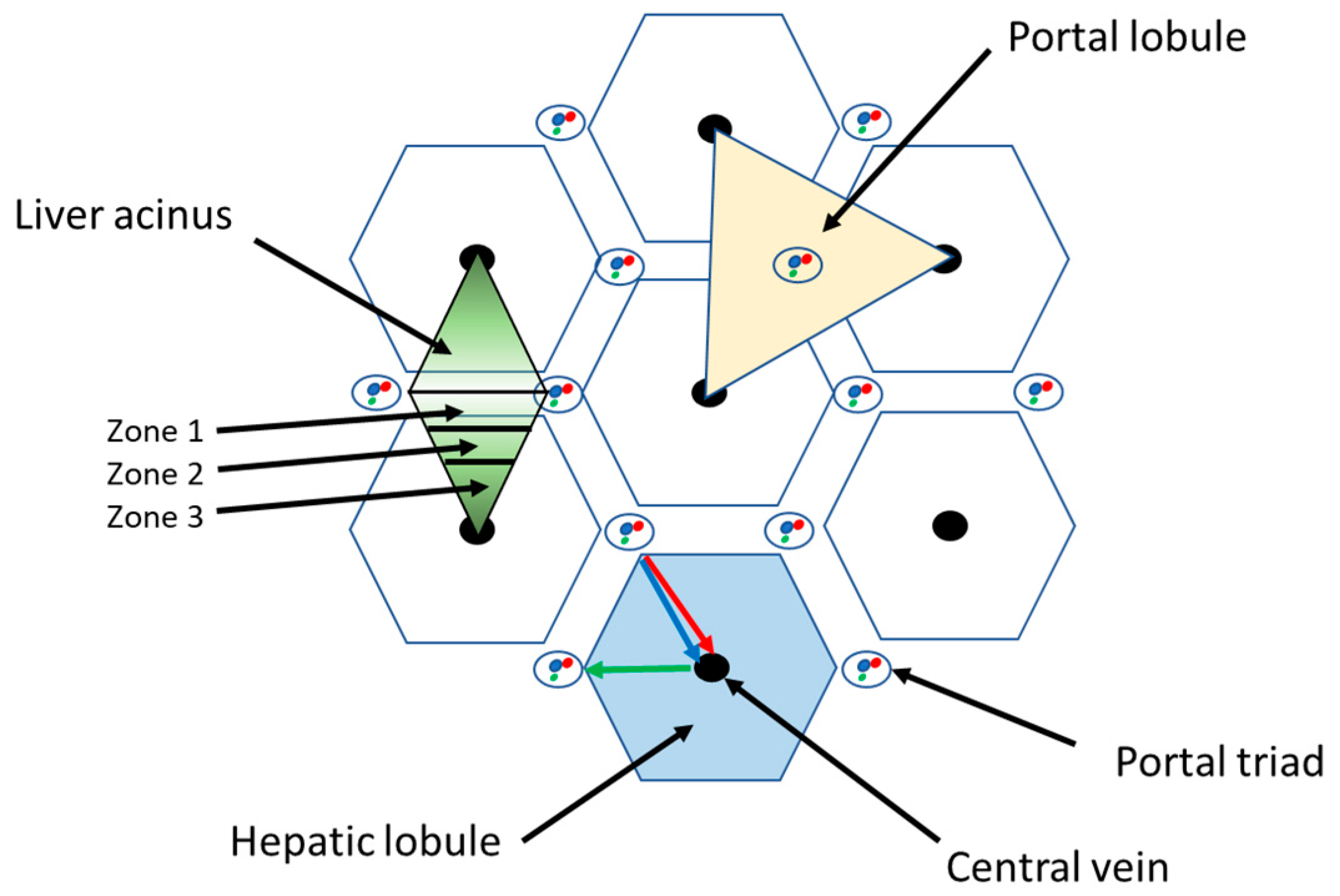 The structure of the hepatic lobule