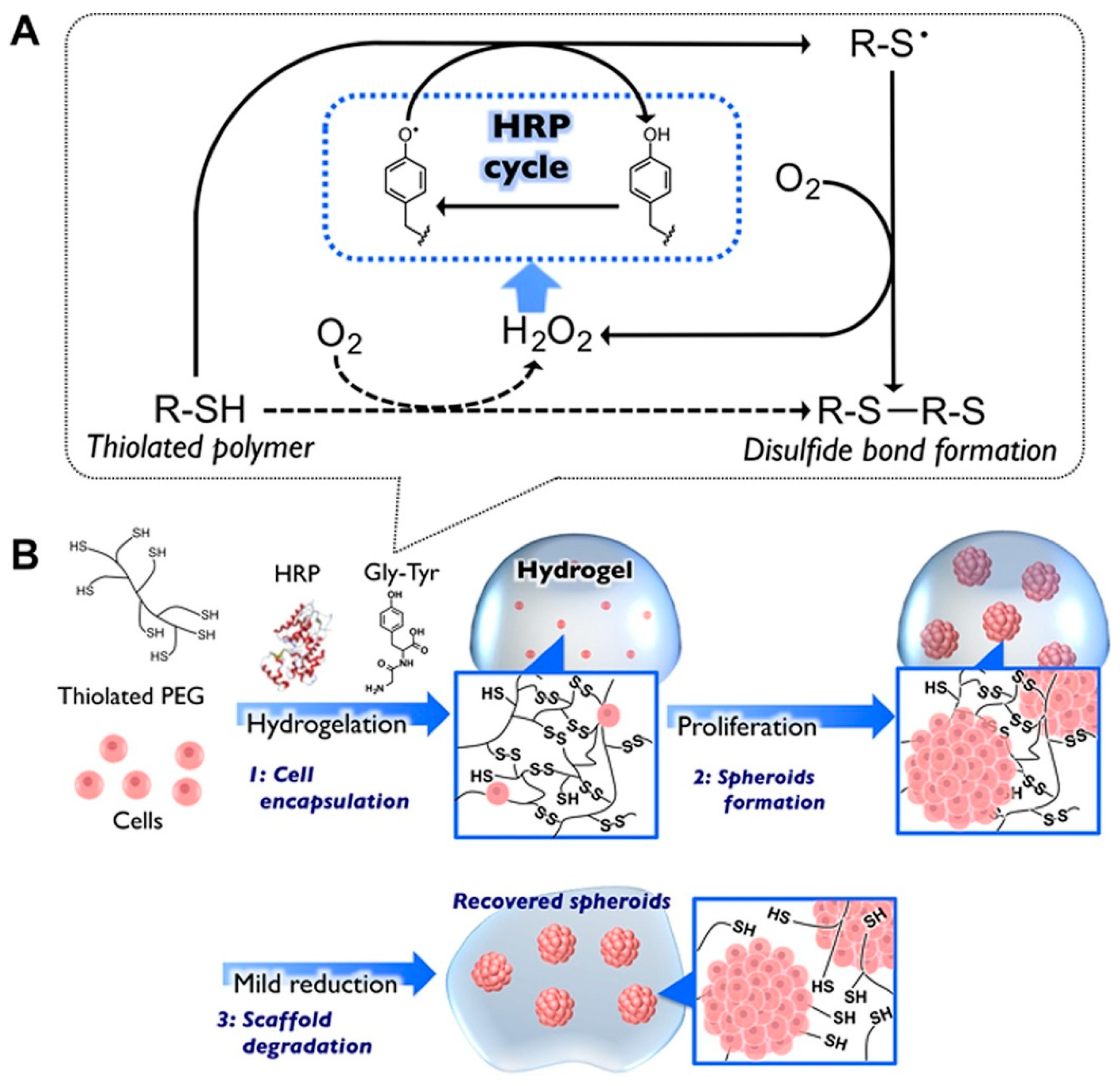 Cancers 11 02026 g011
