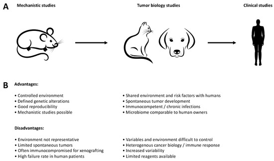 Cancers Free Full Text Companion Animals As Models For Inhibition Of Stat3 And Stat5 Html