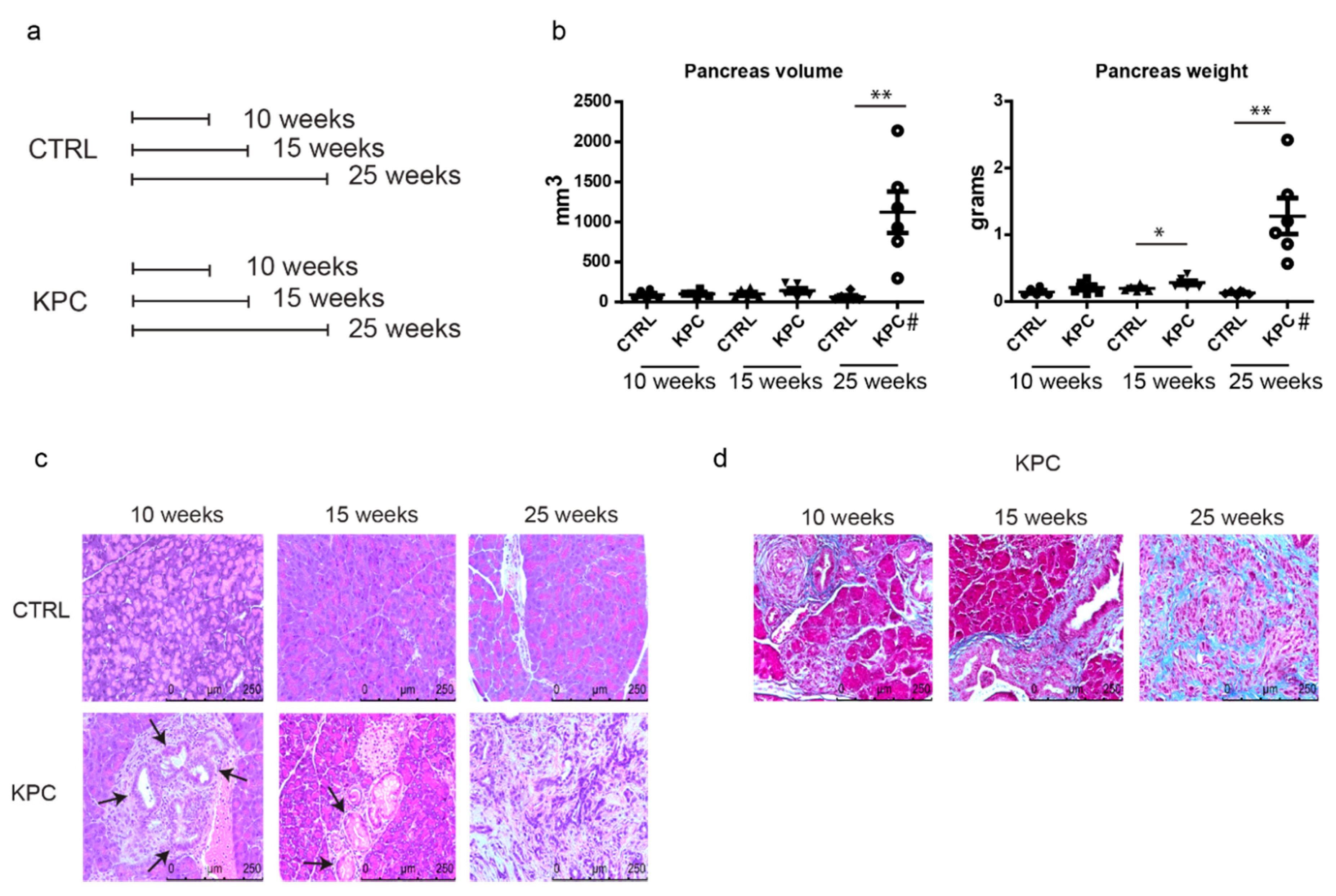 Cancers 12 00002 g001 Cancers 12 00002 g001