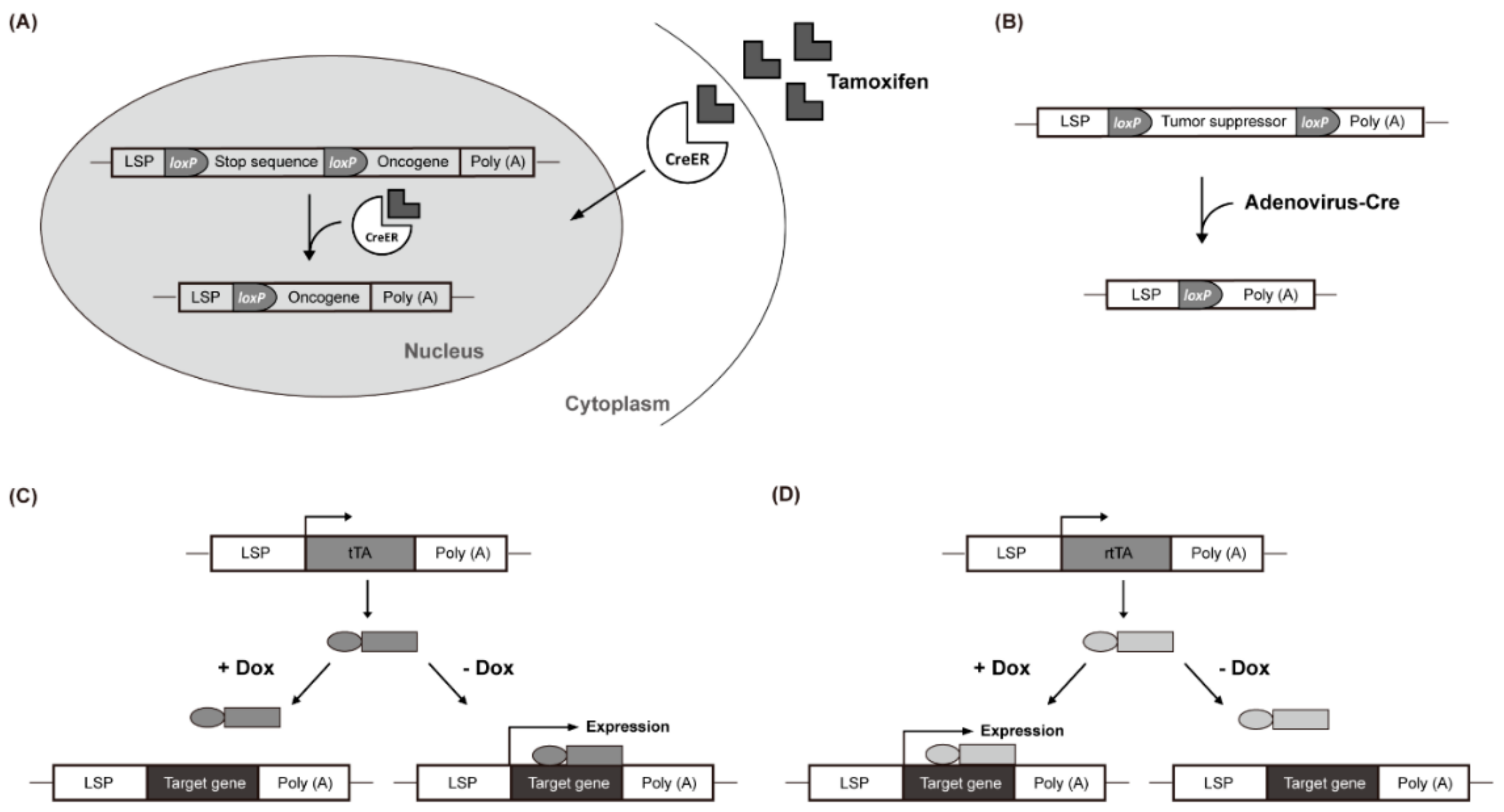 Cancers 12 00014 g001