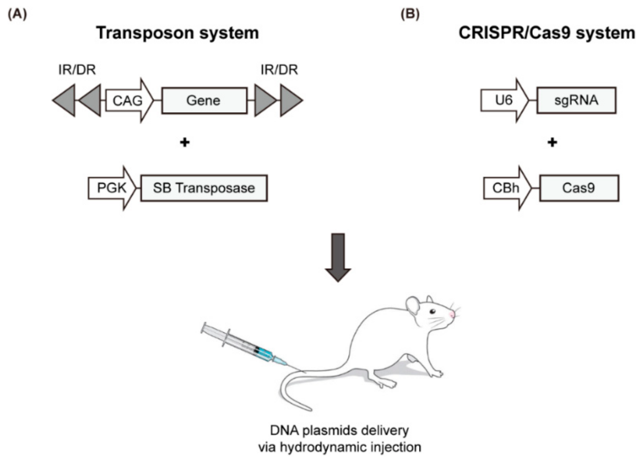 Cancers 12 00014 g002