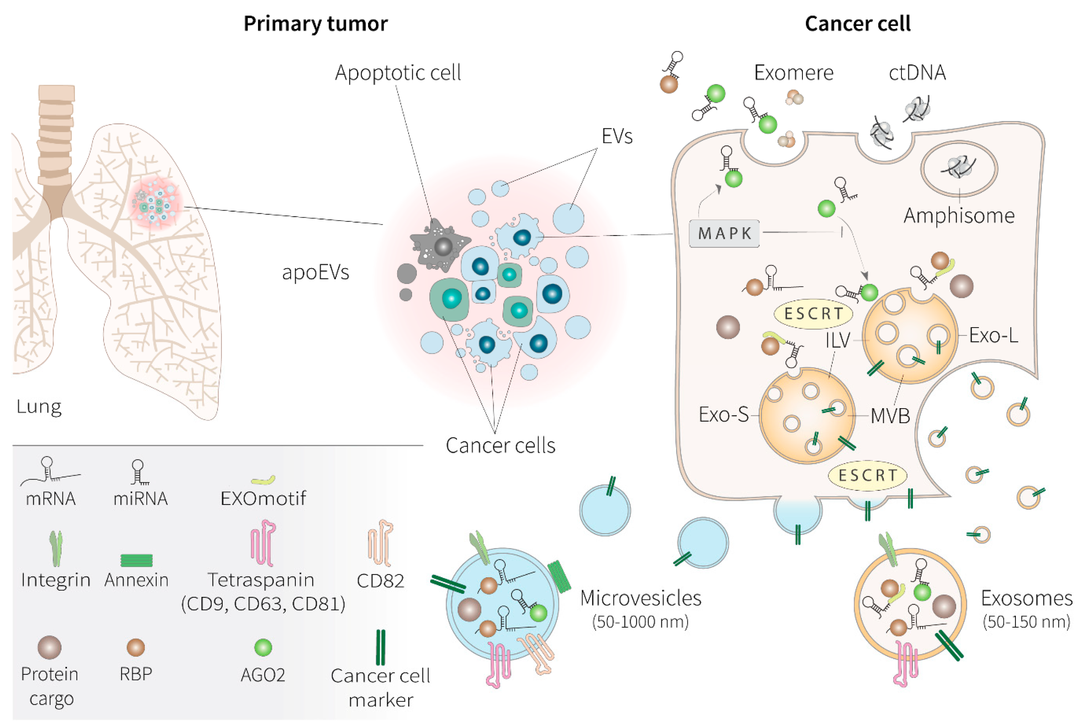 Cancers | Free Full-Text | Extracellular Vesicles in Non-Small-Cell