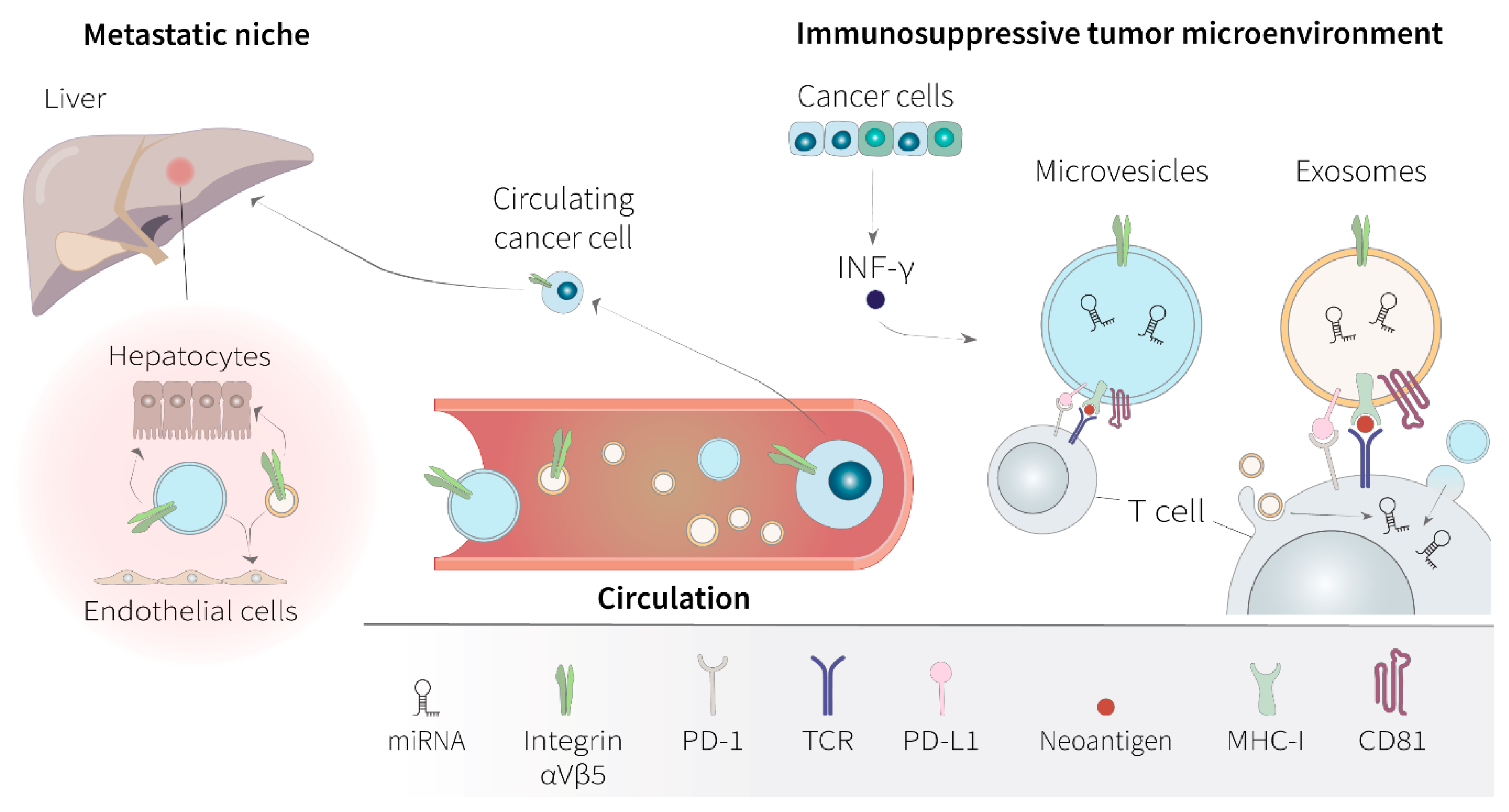 Cancers | Free Full-Text | Extracellular Vesicles in Non-Small-Cell