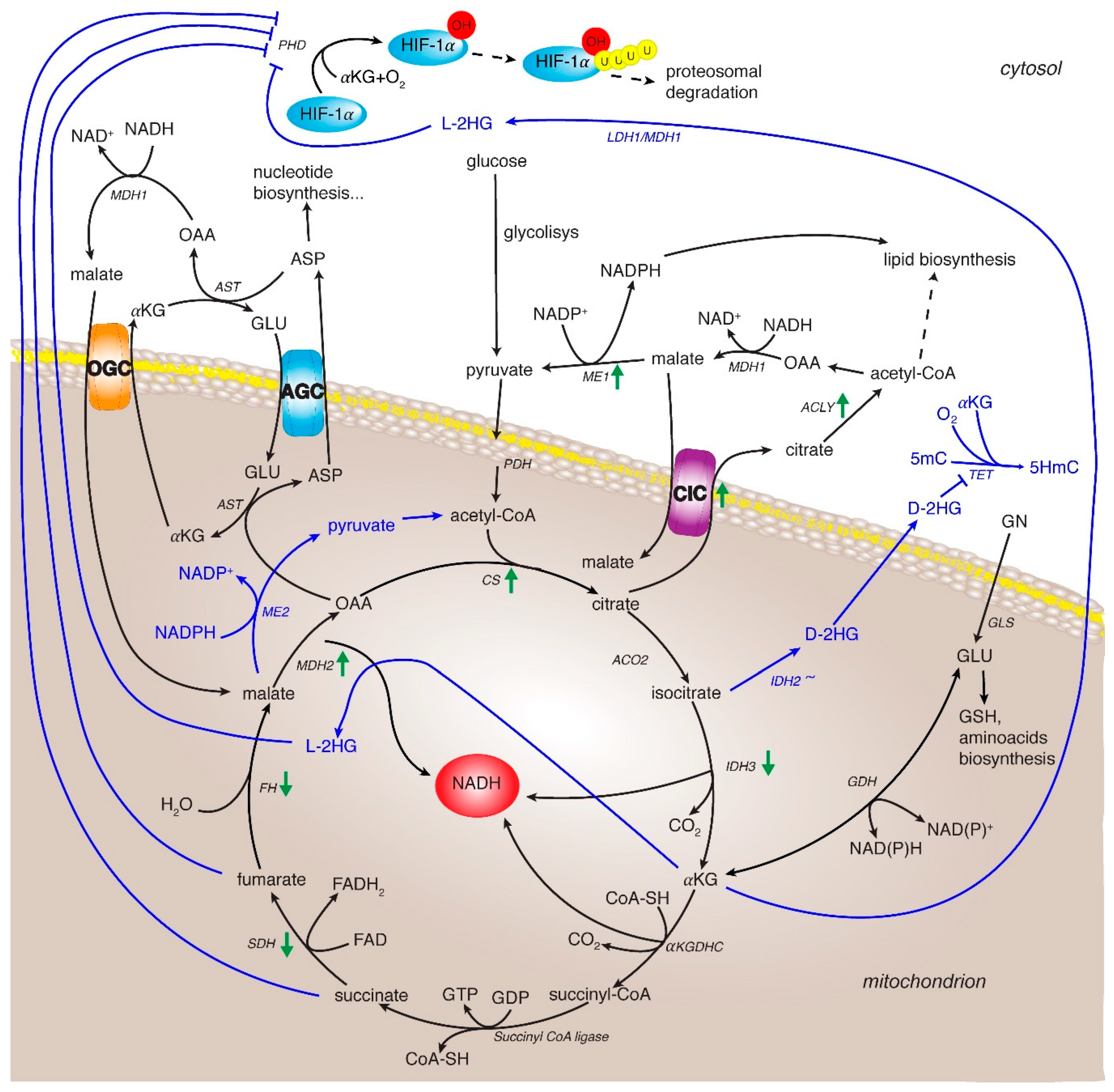 Cancers 12 00068 g002
