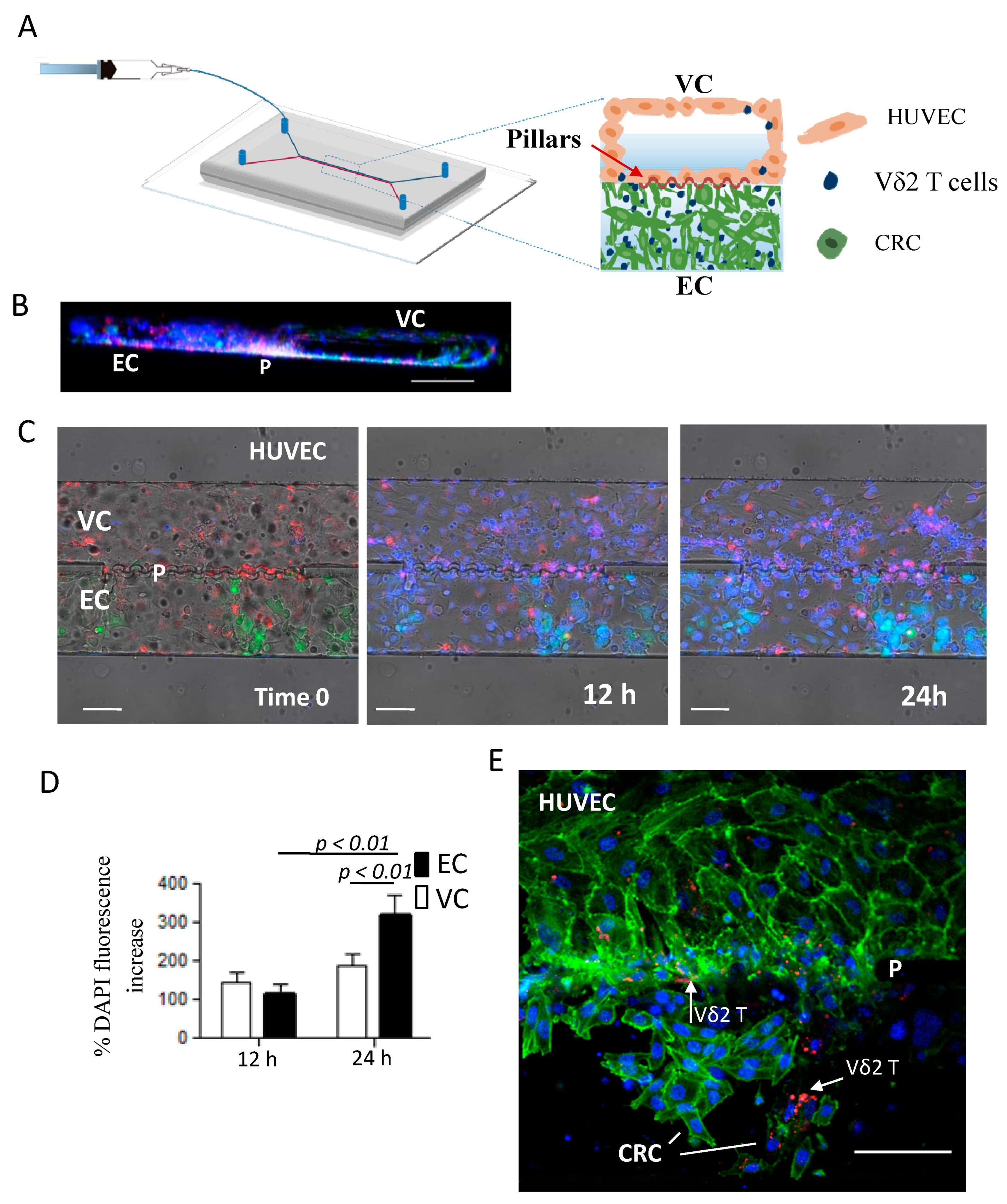 Cancers 12 00104 g006 Cancers 12 00104 g006