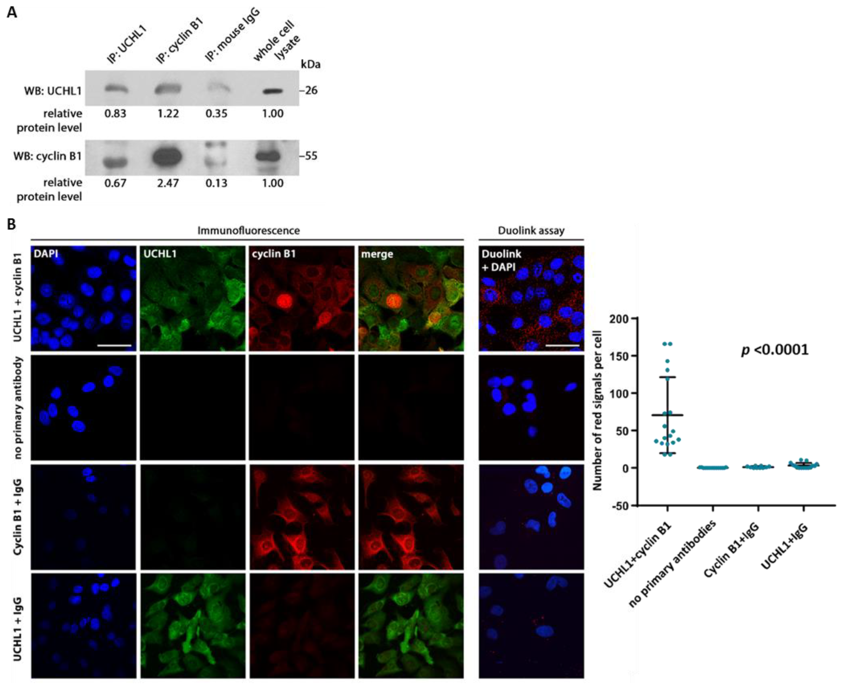 cancers-free-full-text-ubiquitin-carboxyl-terminal-hydrolase-l1