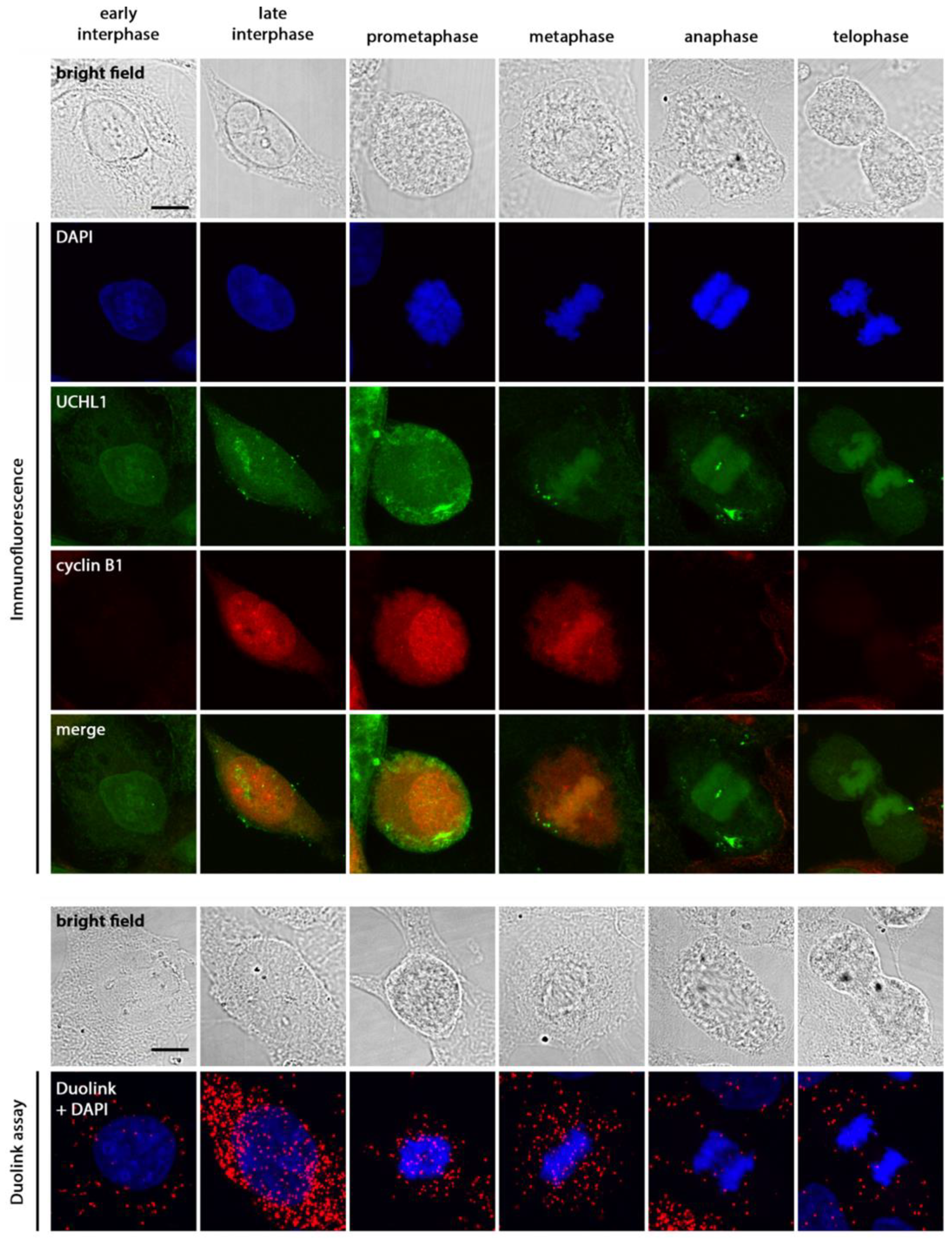 Cancers 12 00118 g005 Cancers 12 00118 g005