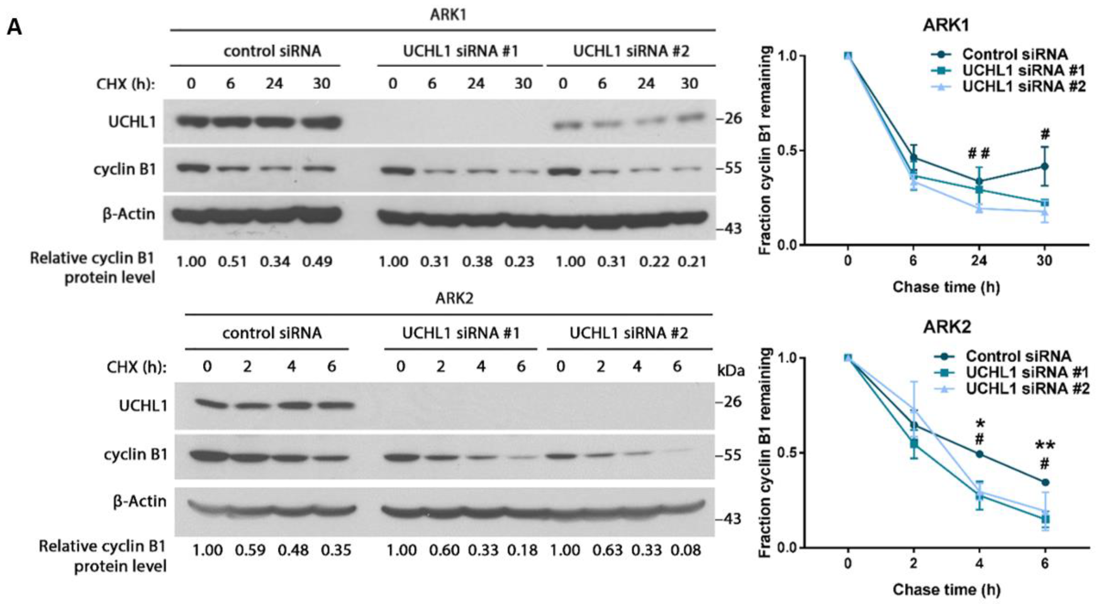 Cancers 12 00118 g006a Cancers 12 00118 g006a
