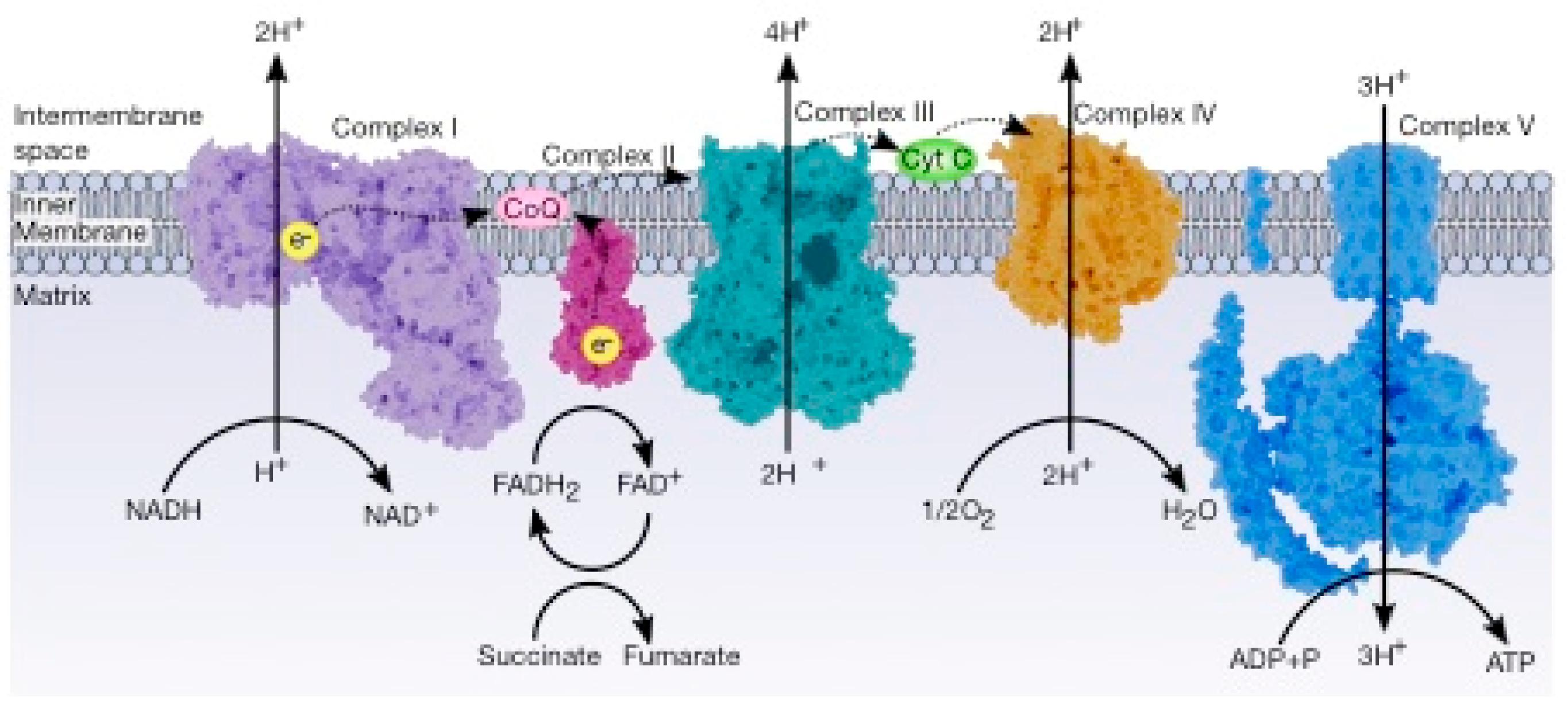 Cancers Free Full Text Energy Metabolism In Cancer The Roles Of Stat3 And Stat5 In The Regulation Of Metabolism Related Genes Html