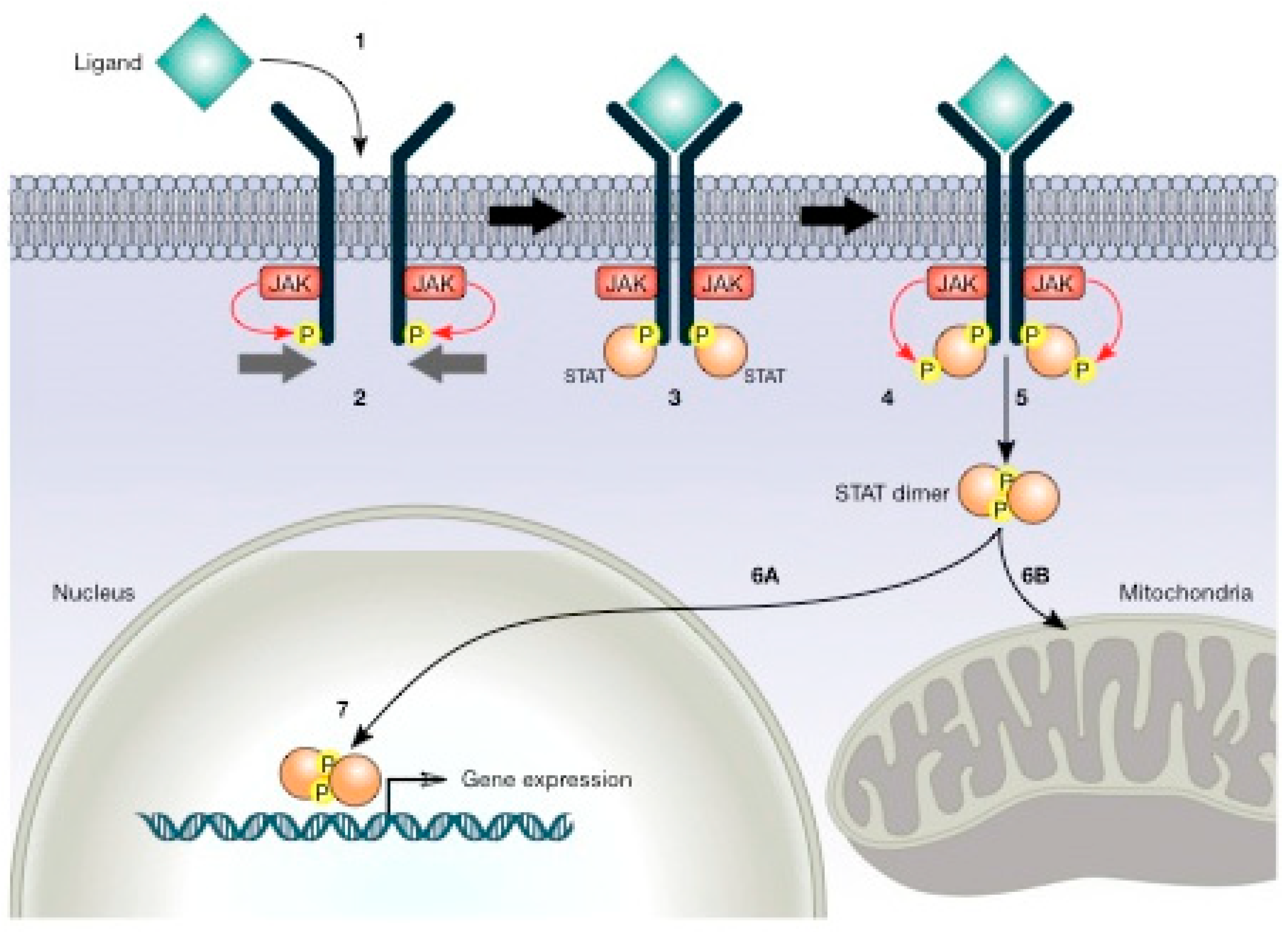 Cancers Free Full Text Energy Metabolism In Cancer The Roles Of Stat3 And Stat5 In The Regulation Of Metabolism Related Genes Html