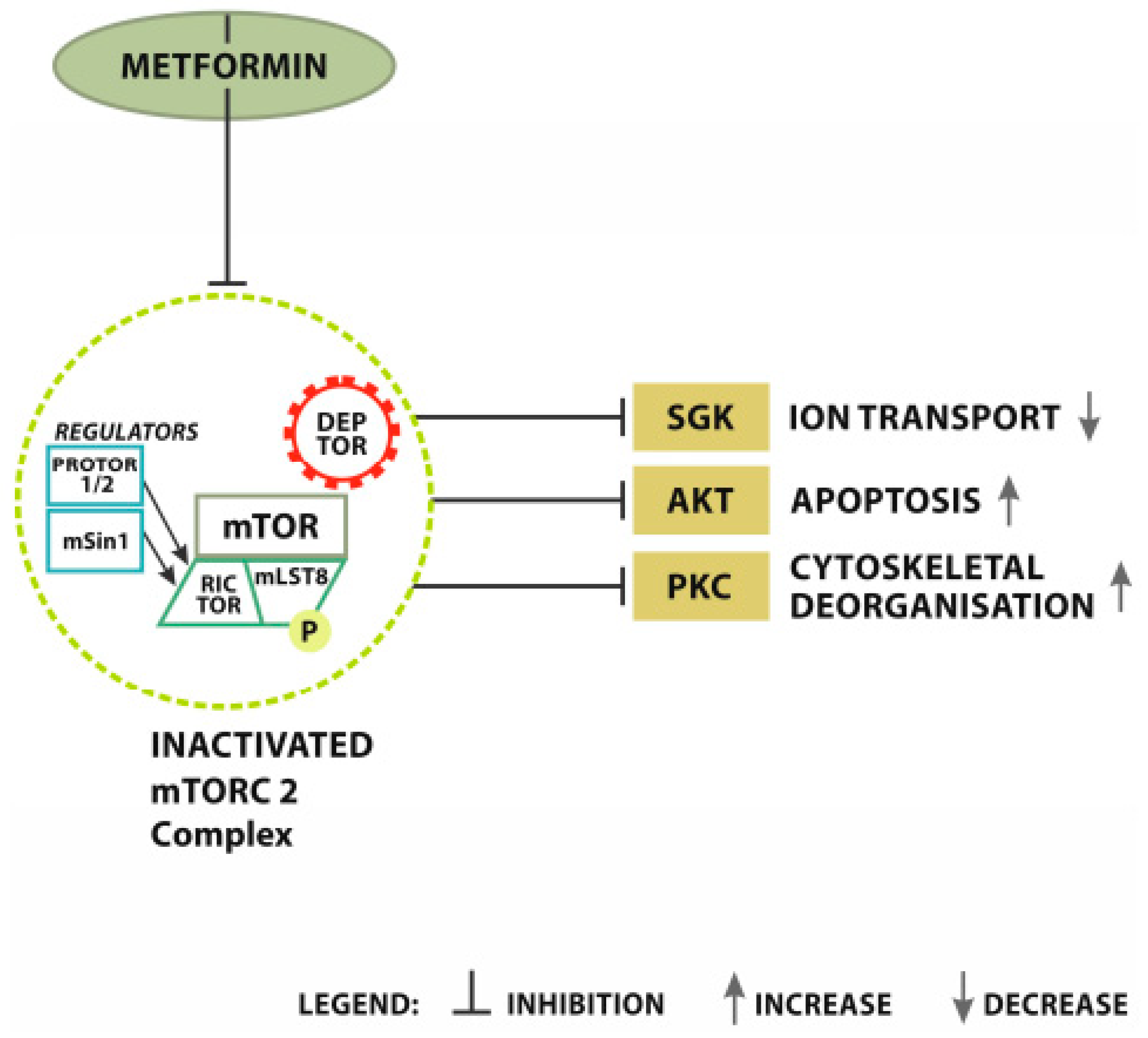 Cancers | Free Full-Text | Metformin as Potential Therapy for High-Grade  Glioma | HTML