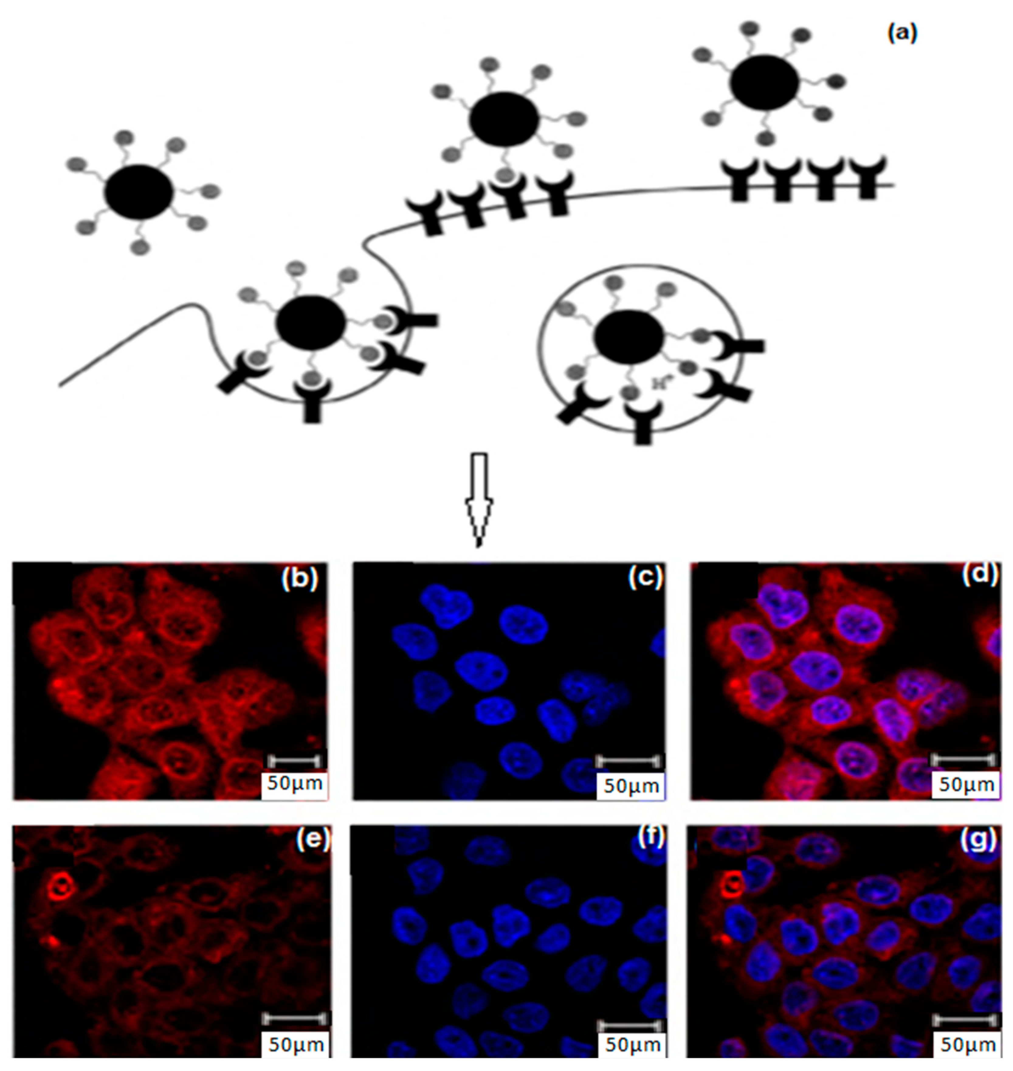 Cancers 12 00213 g007 Cancers 12 00213 g007